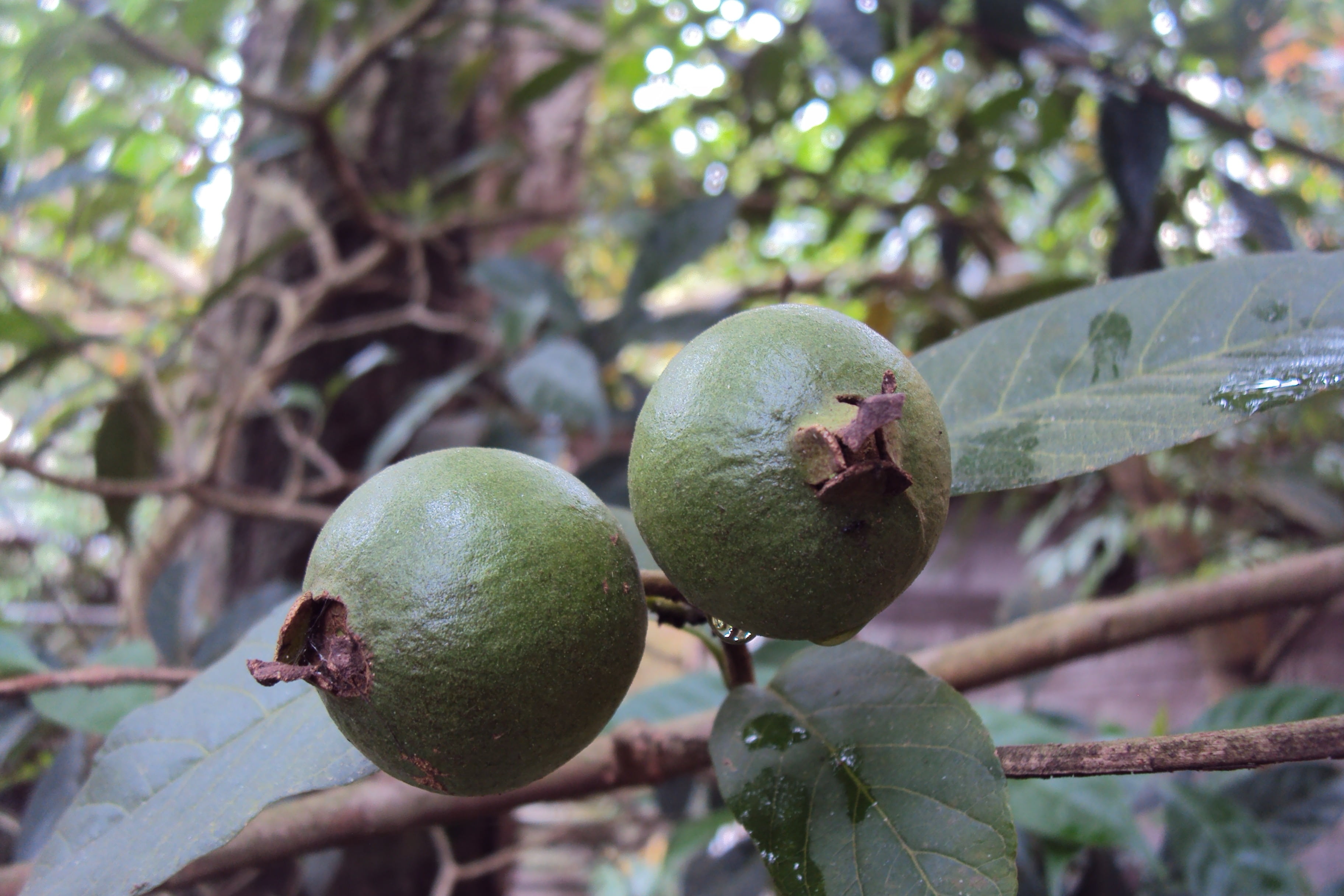 focus on foreground, food, plant, healthy eating, branch, leaf, ripe, wellbeing, close-up, nature, guava, unripe fruit, tropical fruit, day, growth, tropical, HD Wallpaper