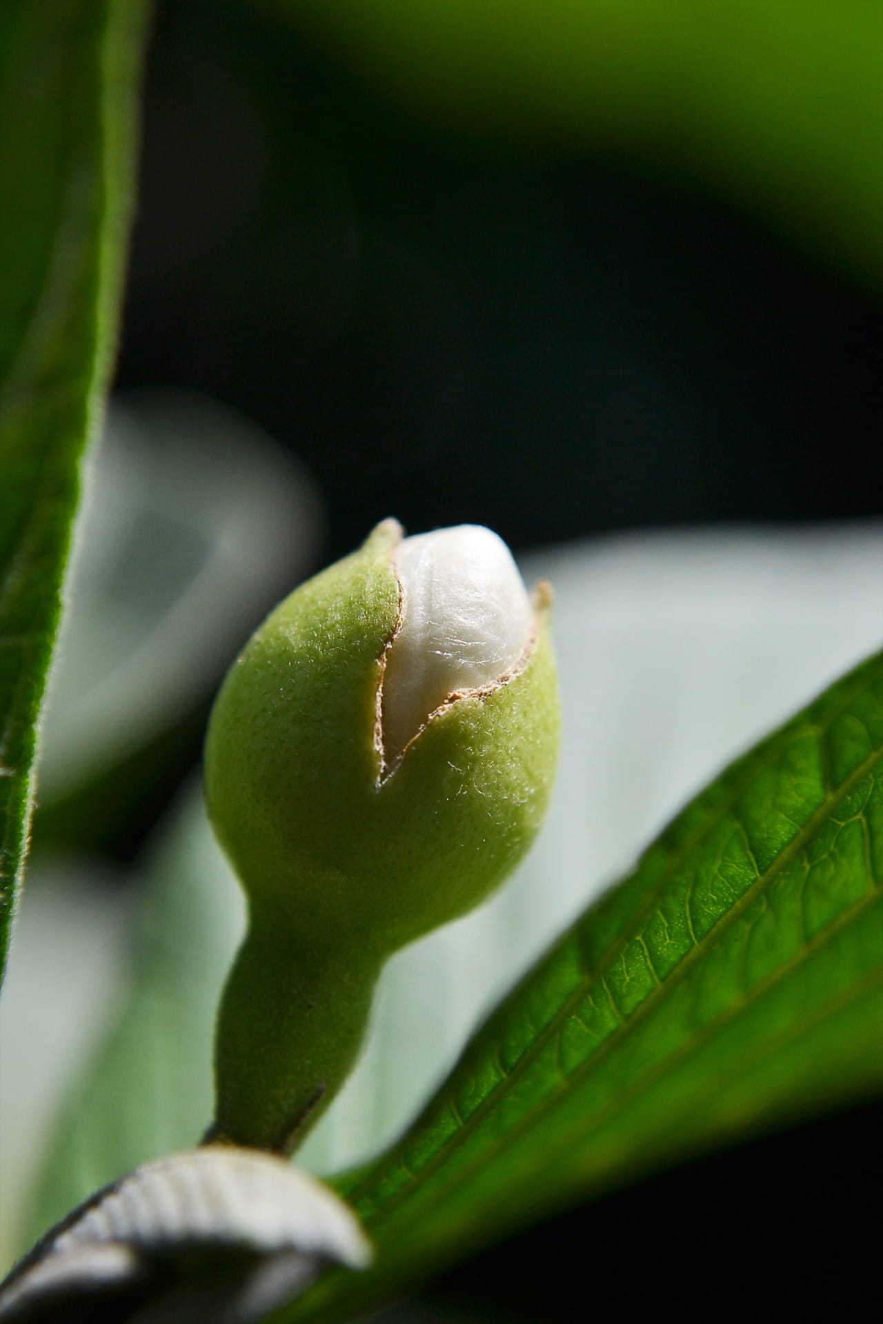 1080P, food and drink, day, light, healthy eating, food, no people, tree, tasty, beginnings, Flower Bud, eat, growth, mawanella, plant part, selective focus, Phone HD Wallpaper