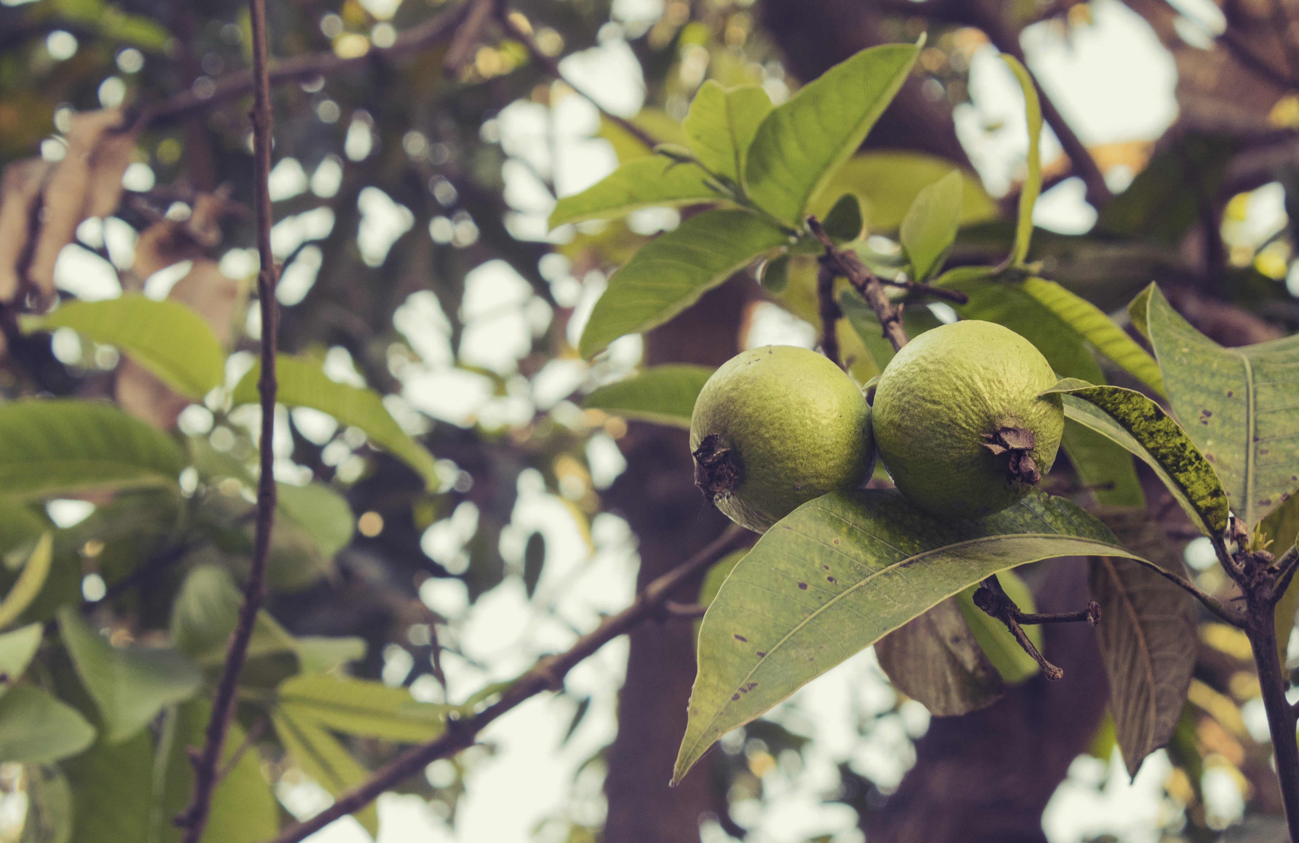 leaf, fruit tree, food, agriculture, day, growth, food and drink, nature, tree, wellbeing, fresh, tropical, focus on foreground, organic, healthy eating, HD Wallpaper