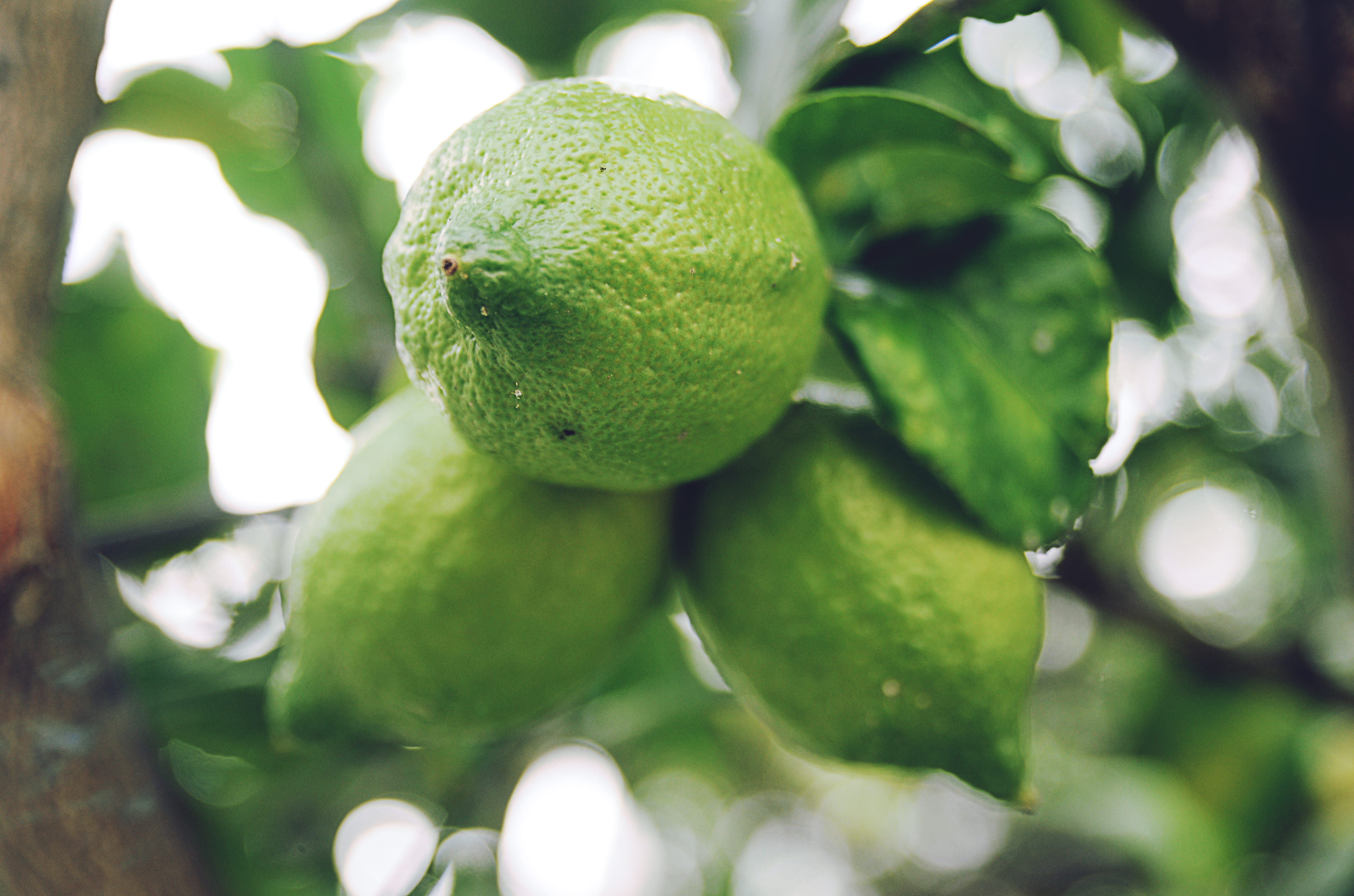 ripe, fruits, guava, close, lime tree, wellbeing, no people, plant, food and drink, leaf, close-up, citrus, 4K, lemon, fruit tree, healthy eating, focus, HD Wallpaper
