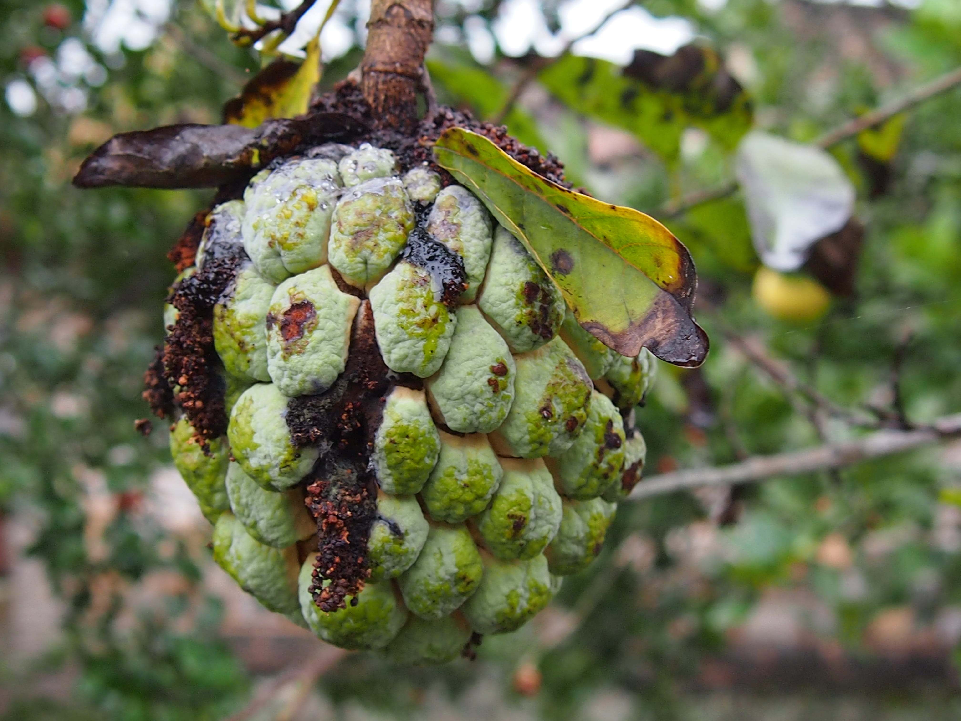 growth, food, tree, focus on foreground, Rot, healthy eating, outdoors, nature, plant part, food and drink, 4K, plant, Guava, no people, leaf, freshness, HD Wallpaper
