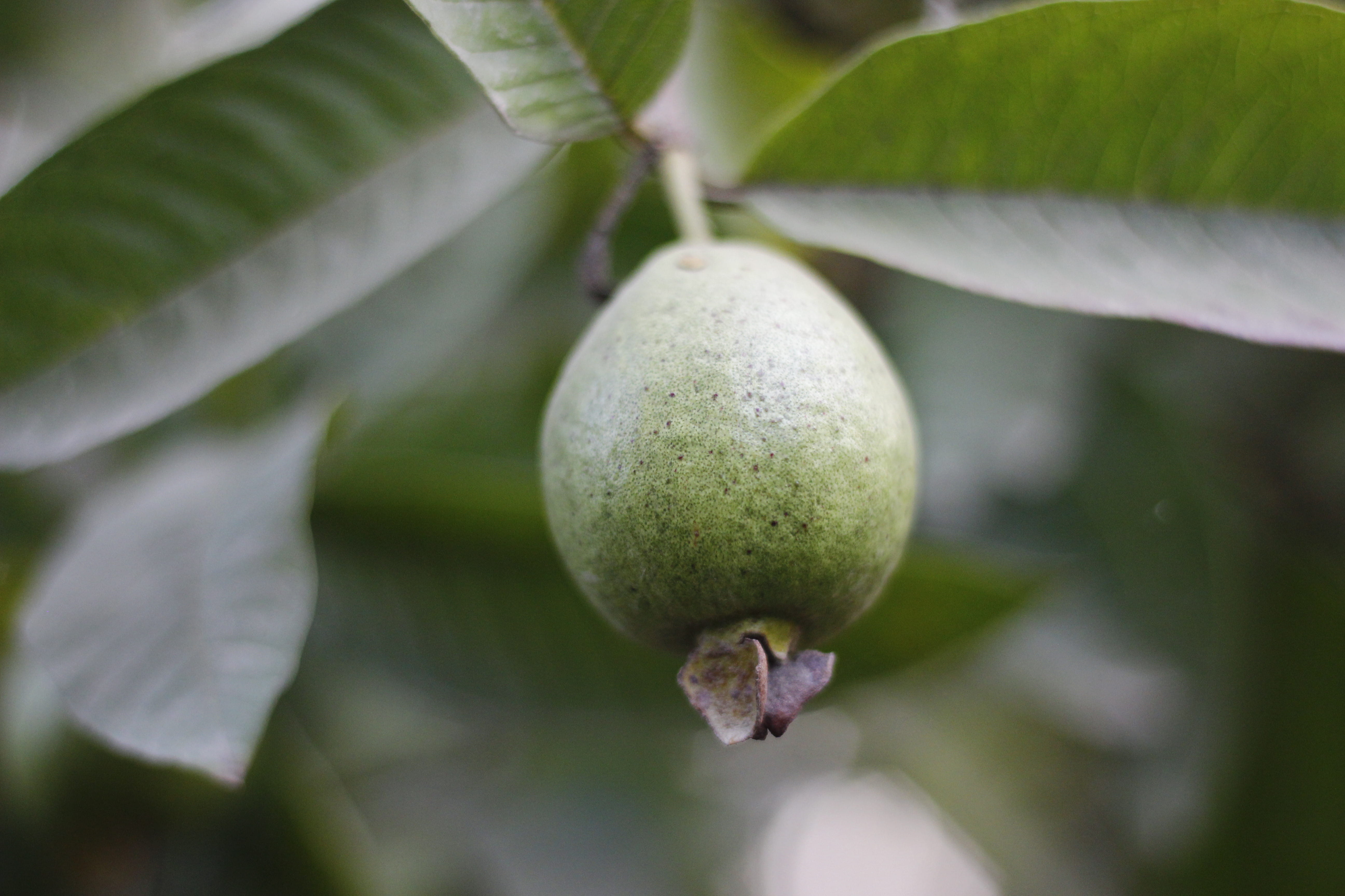 leaves, nature, fruit, tree, summer, food, leaf, freshness, beauty in nature, agriculture, green color, farm, hanging, food and drink, guava, ripe, plant, HD Wallpaper