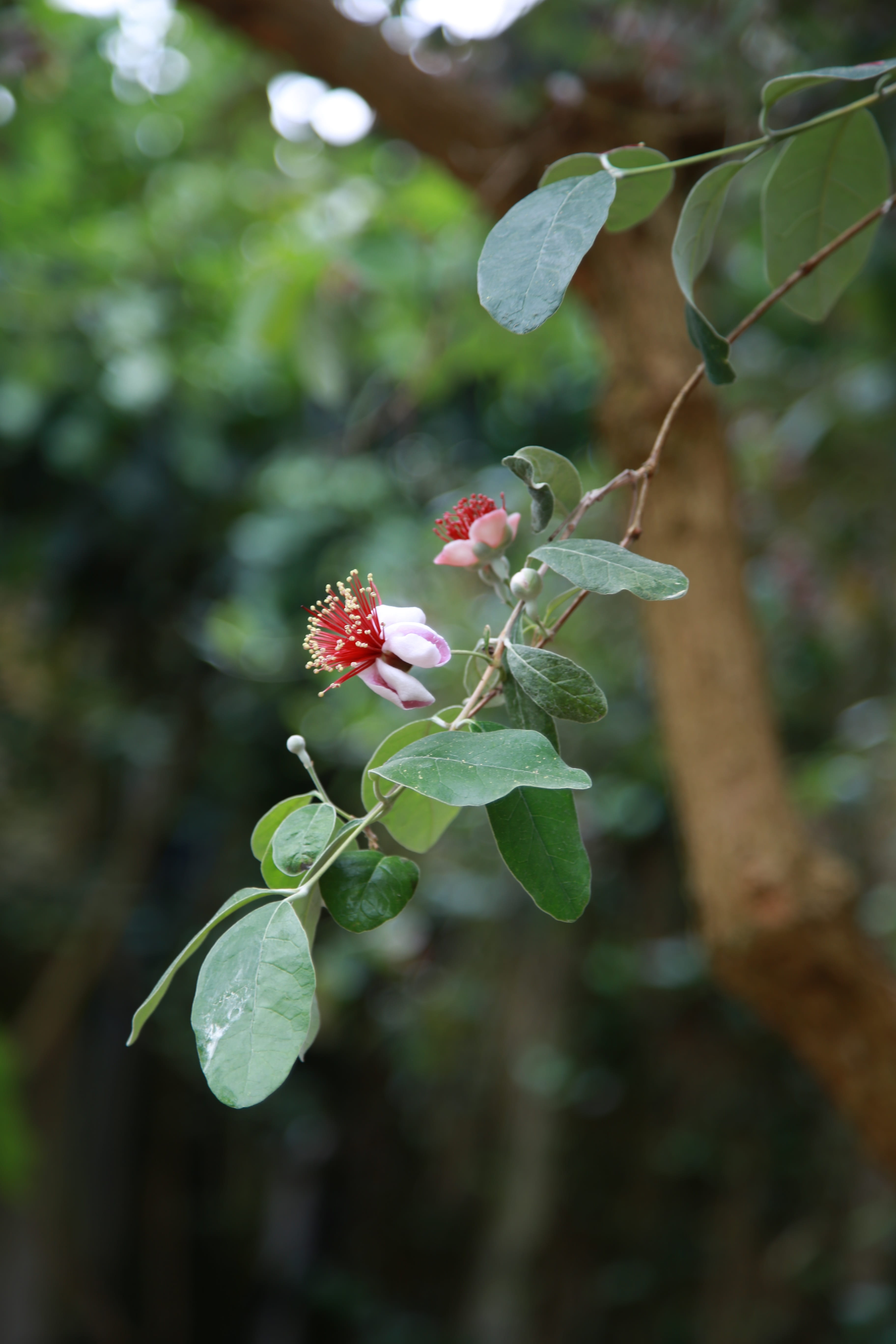 one animal, outdoors, flowering plant, beauty in nature, nature, plants, page back, flowers, feijoa, fragility, vulnerability, growth, petal, evergreens, Phone HD Wallpaper
