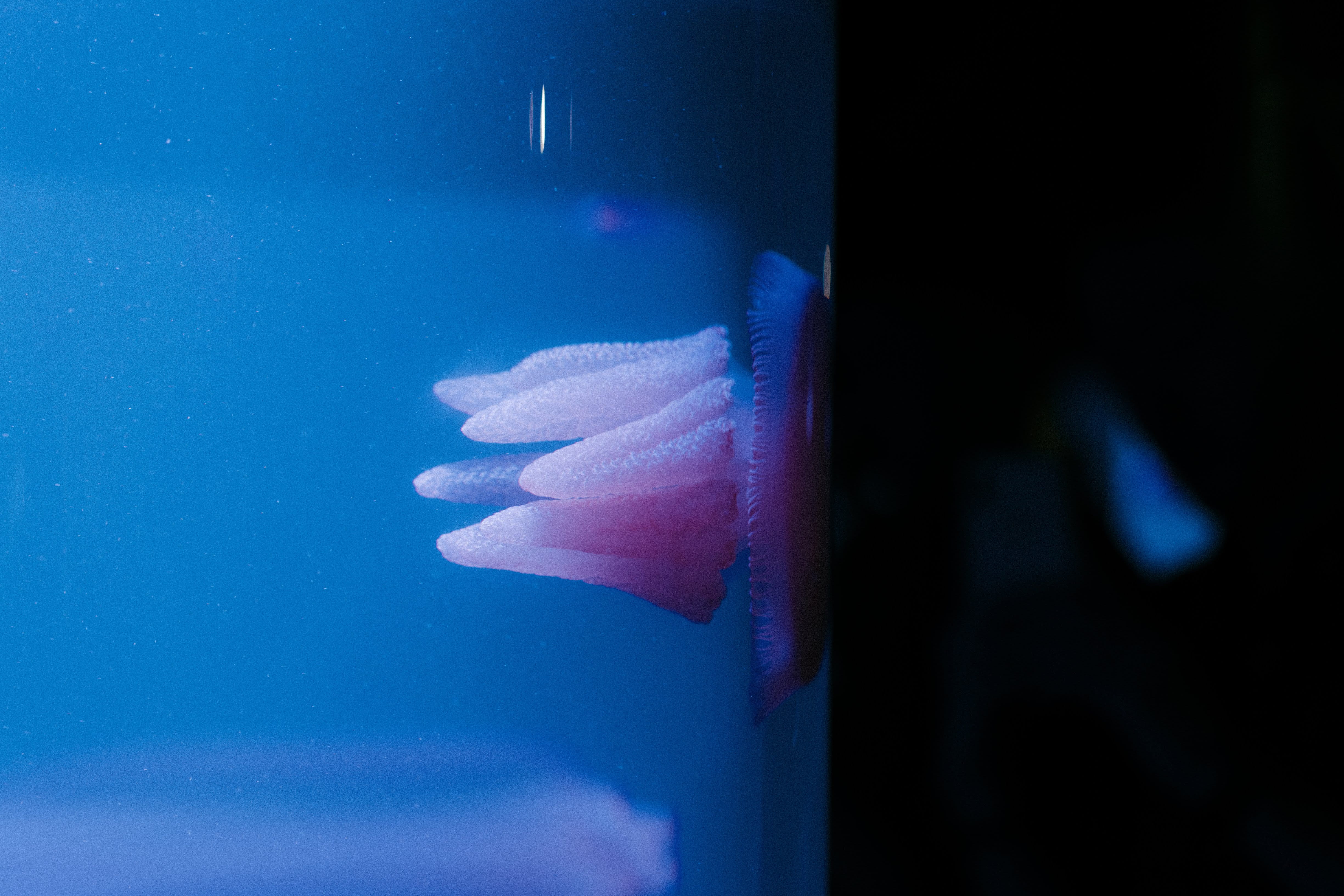 finger, animal, invertebrate, adult, sea life, transparent, aquatic, unrecognizable person, freshness, aquarium, jellyfish, fish, octopus, worm, water, HD Wallpaper