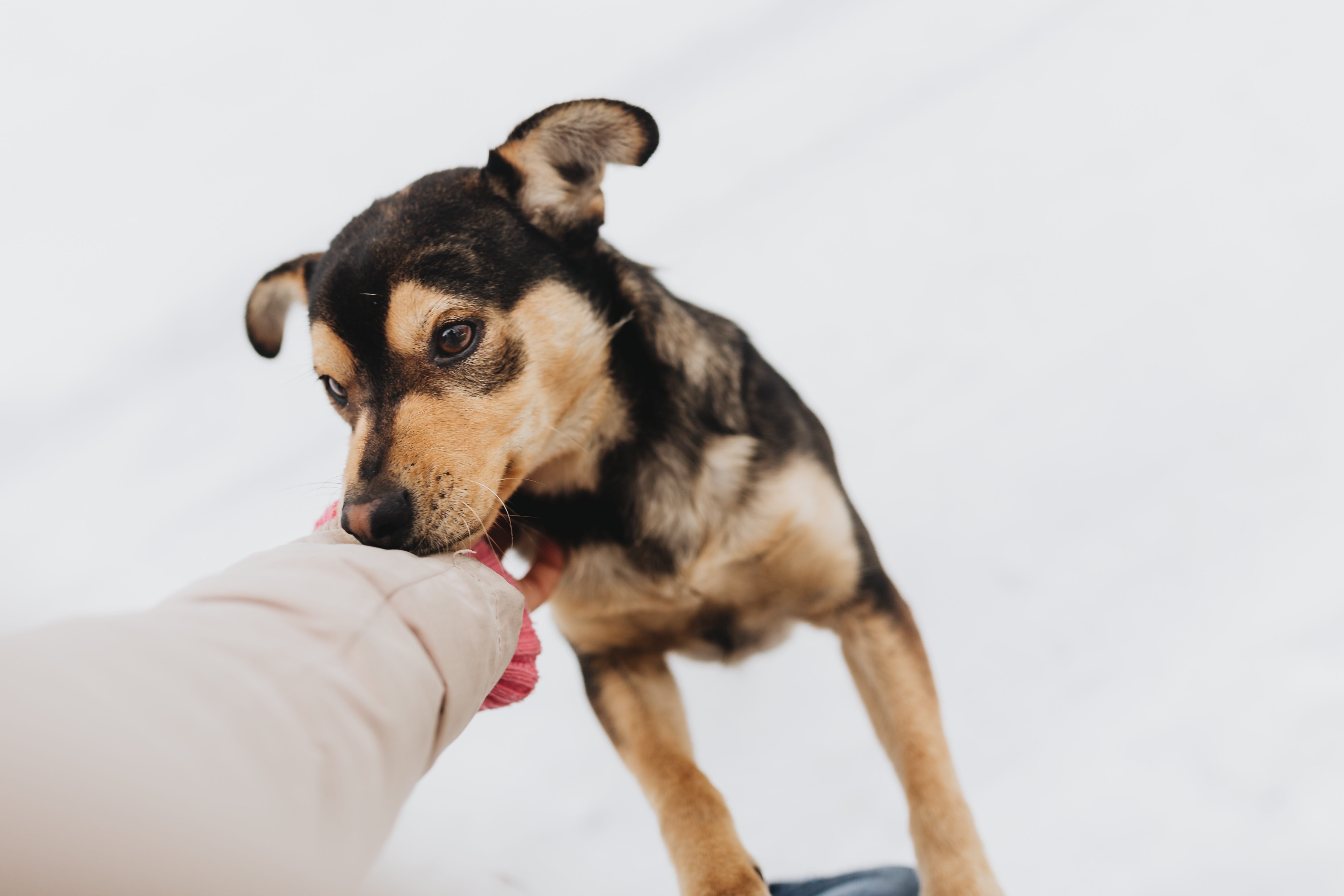 body part, cold, pet owner, happy, canine, domestic, vertebrate, care, hand, domestic animals, animal, love, human hand, puppy, one animal, human body part, HD Wallpaper