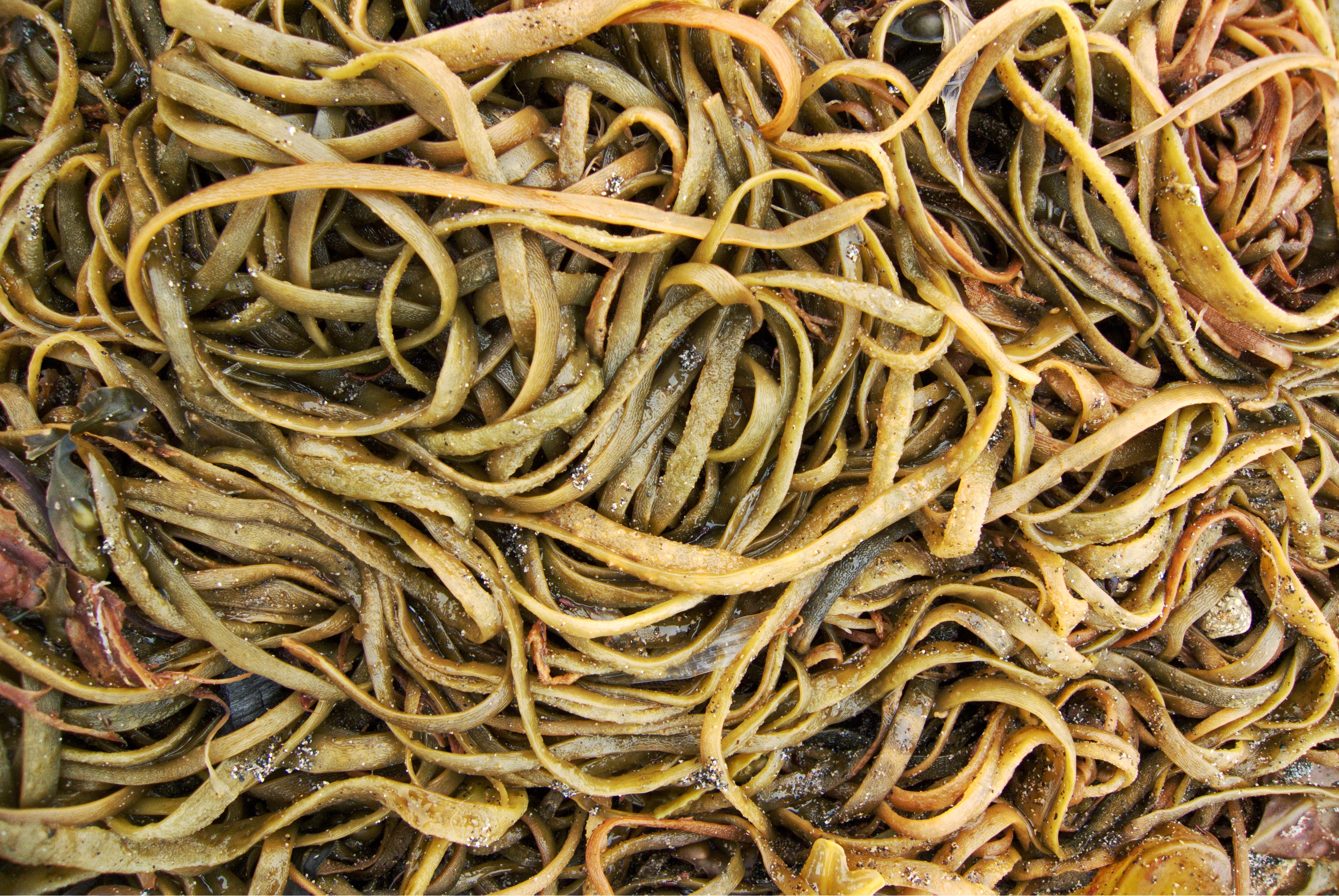 dry, indoors, wellbeing, rock pool, stack, yellow, abundance, complexity, fishing industry, weed, food, ribbon, pattern, full frame, italian food, 2K, HD Wallpaper