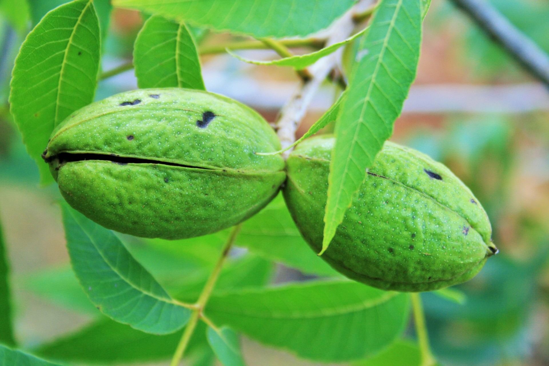 focus on foreground, shell, freshness, green, wellbeing, food, fruit, plant, food and drink, pecan, leaf, nature, green color, beauty in nature, growth, HD Wallpaper