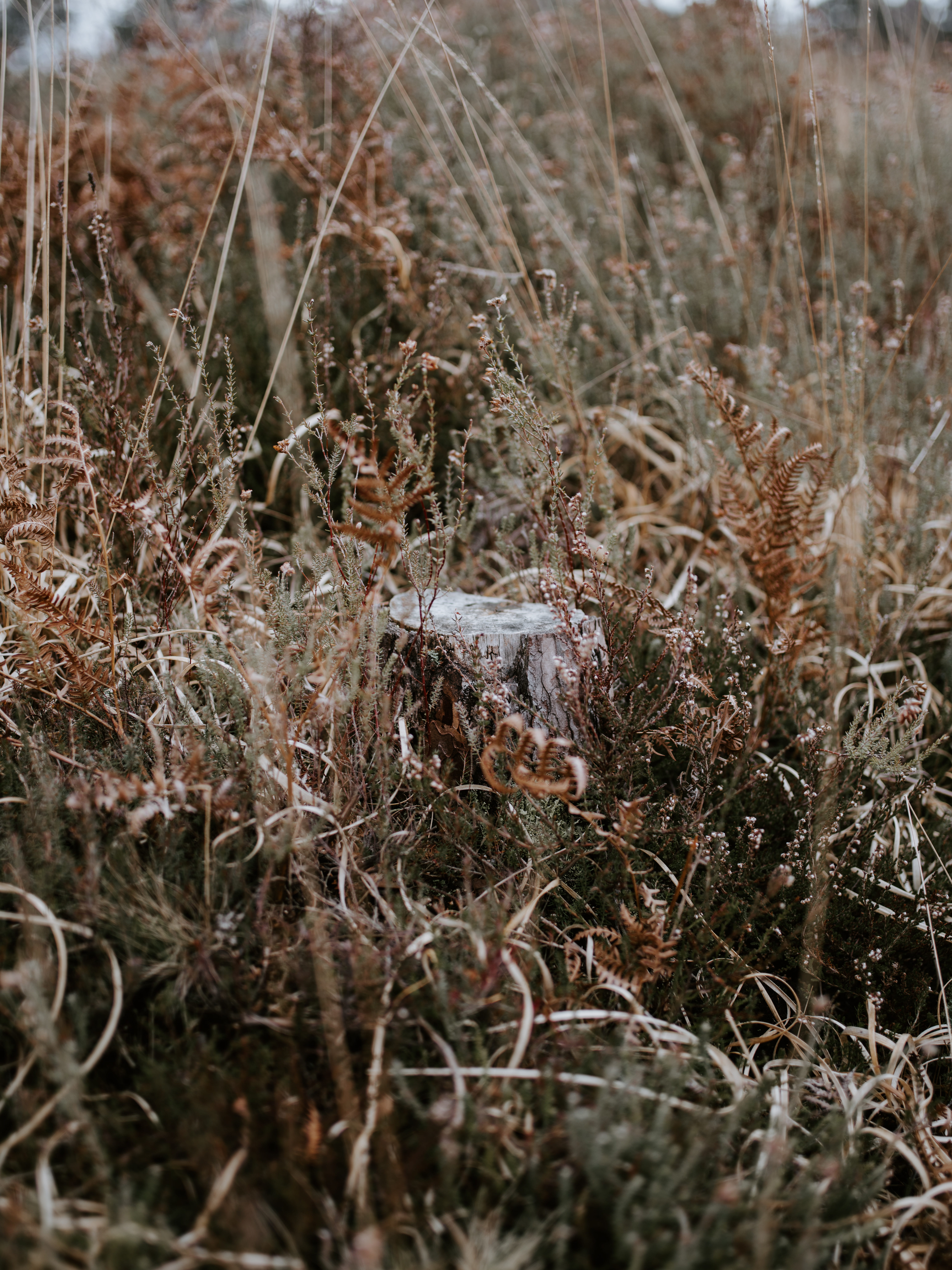 ground, no people, agropyron, frost, land, damaged, built structure, nut, dry, snow, grass, vegetable, abandoned, 8K, growth, day, lawn, field, tranquility, Phone HD Wallpaper