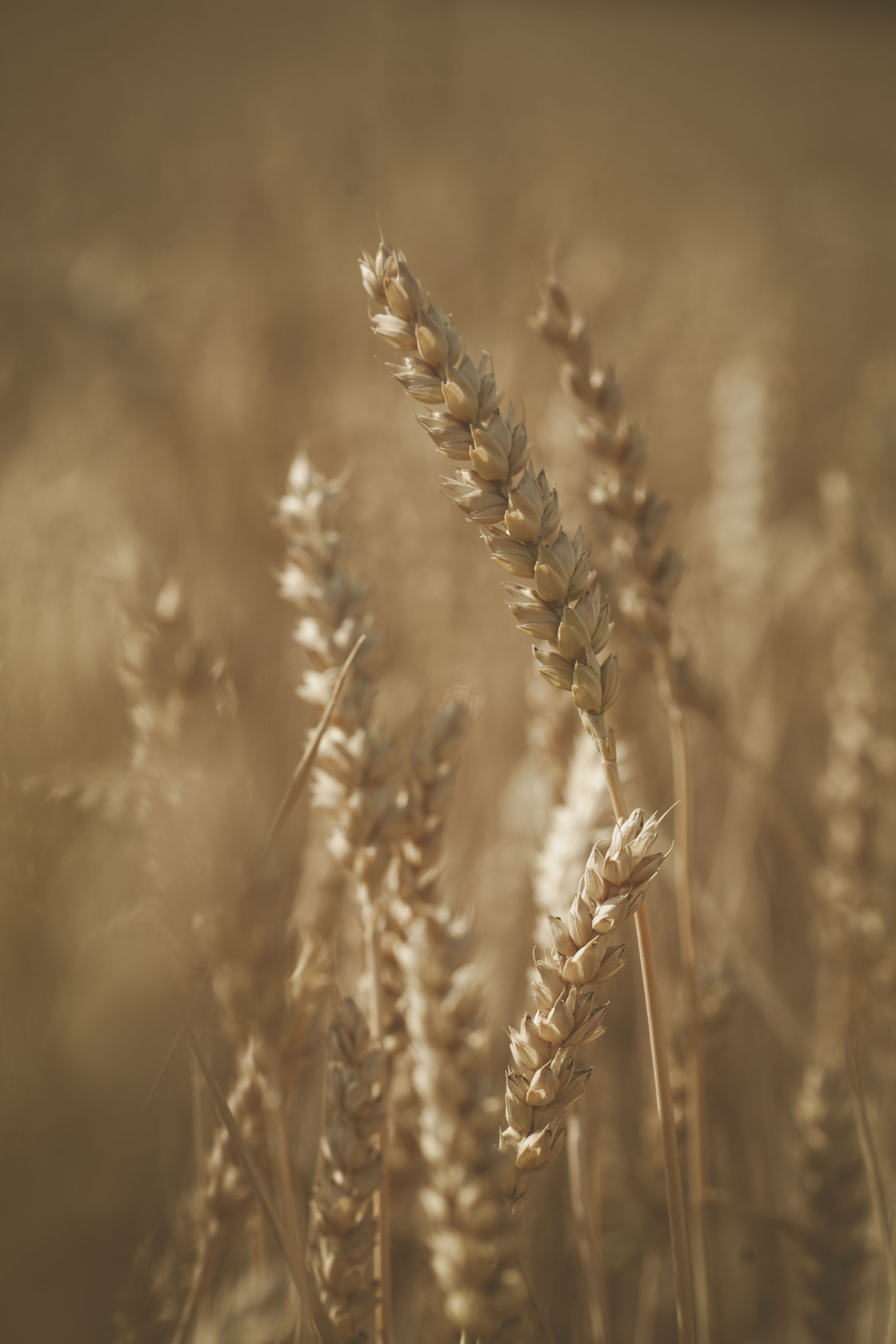food, day, no people, seed, grass, tree, crop, wheat, vegetable, brown, farm, outdoors, vegetation, selective focus, stalk, plant, land, photography, selective, Phone HD Wallpaper