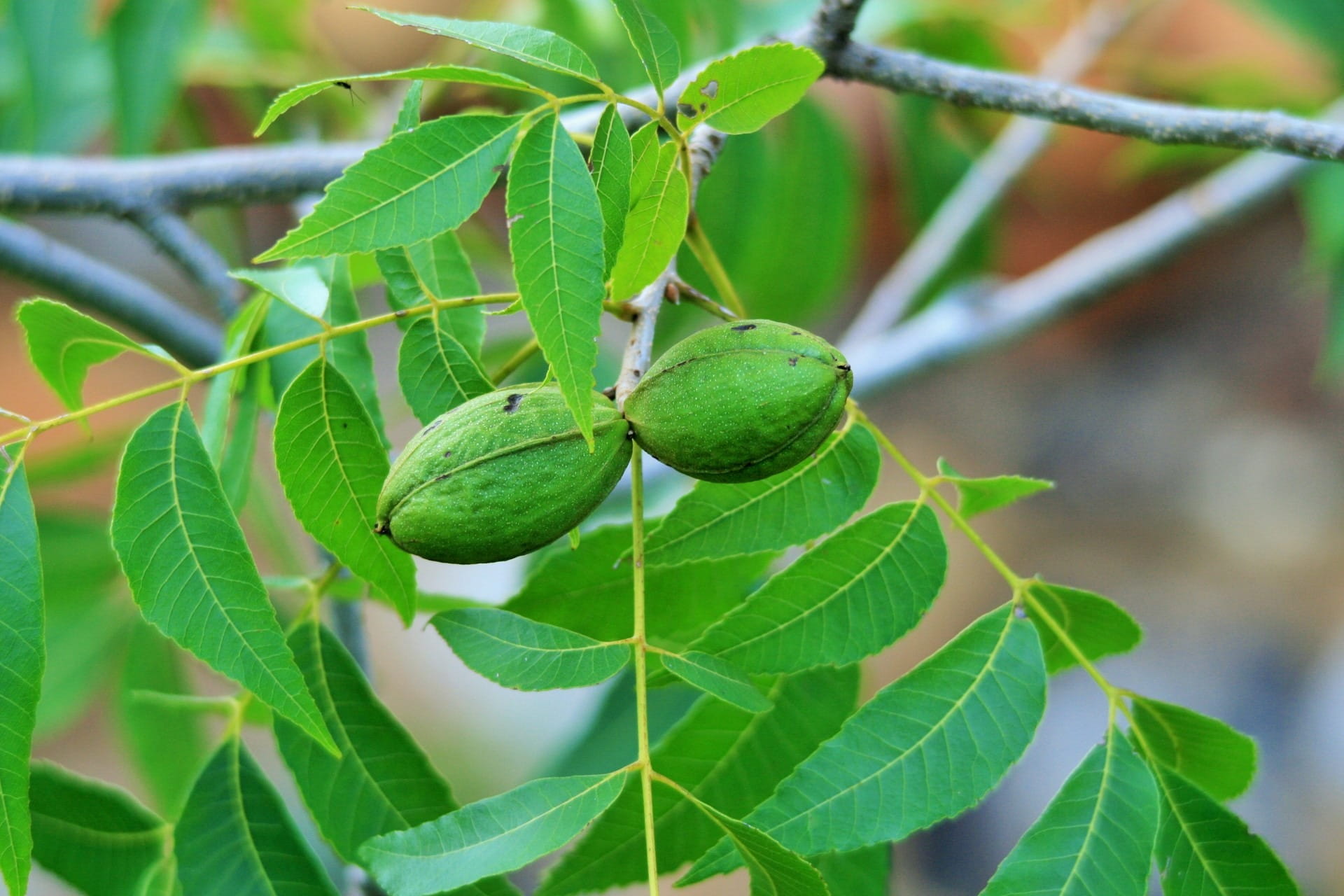 nature, 1080P, Plant, botanical, Natural, botany, green, focus on foreground, animals in the wild, organic, insect, green color, Nuts, agriculture, vegetation, HD Wallpaper
