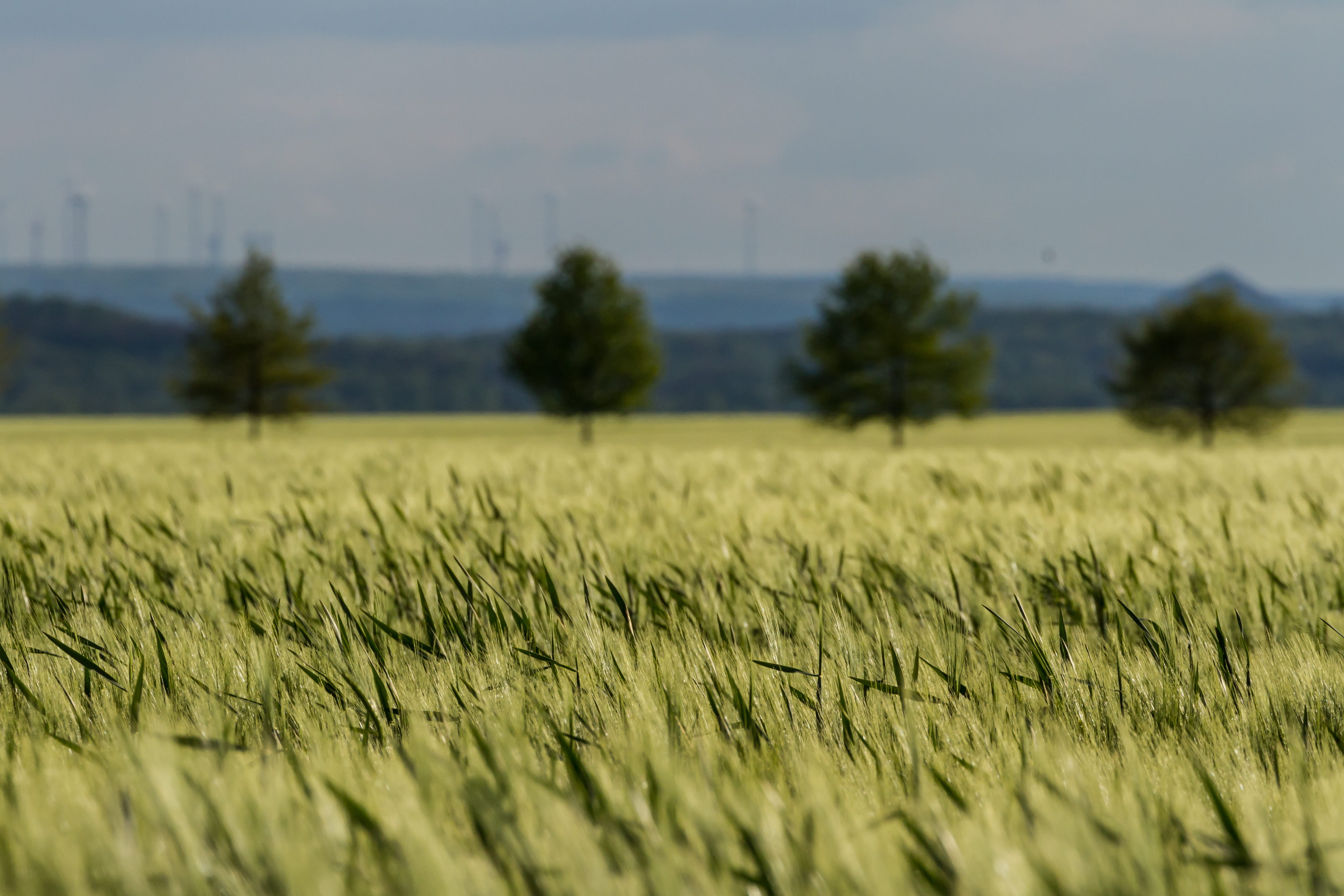 land, grain, field, selective focus, plant, wheat, tranquil scene, bean, spring, crop, nut, environment, sky, beauty in nature, tranquility, lentil, nature, HD Wallpaper