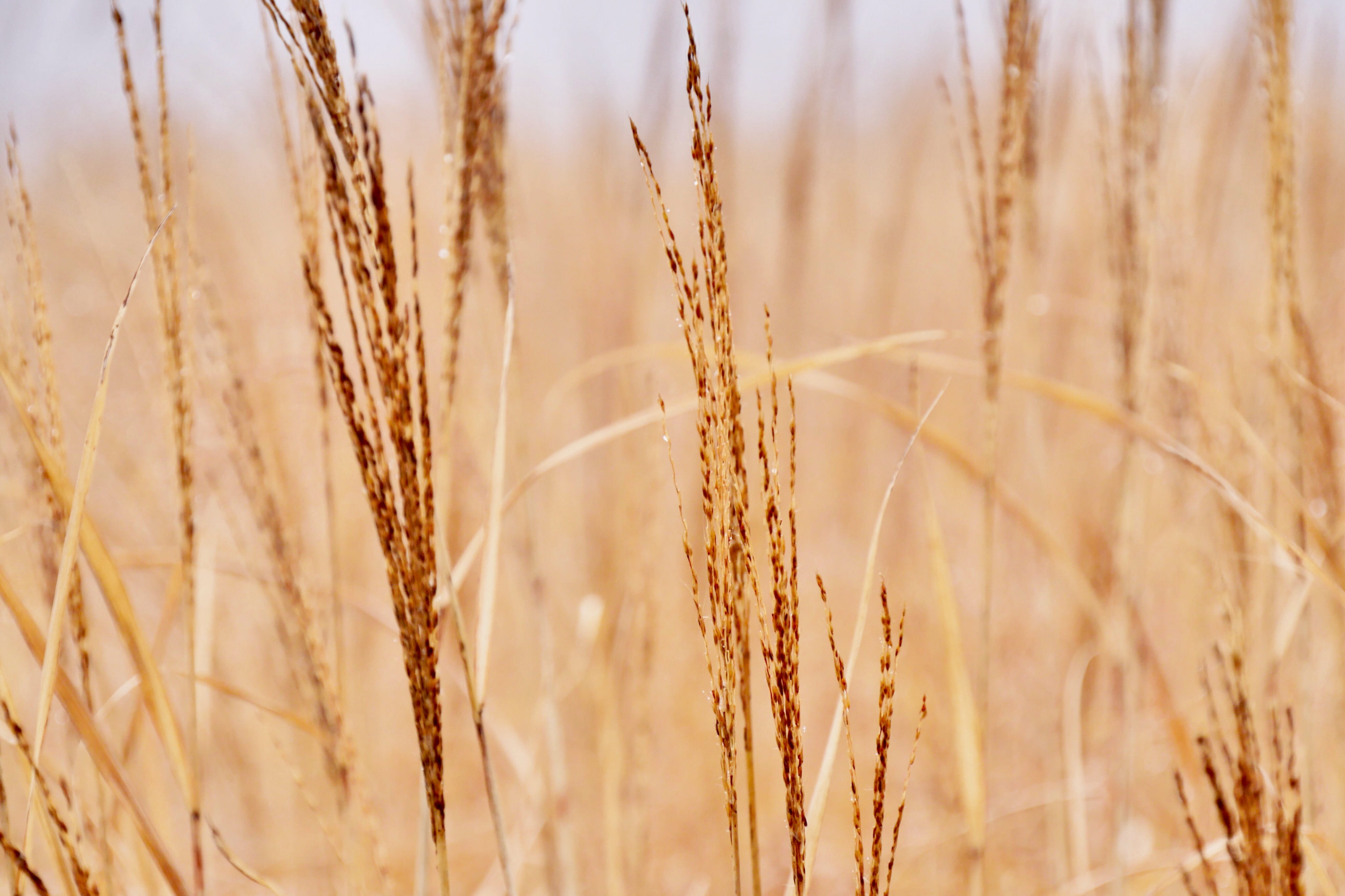 beauty in nature, invertebrate, grass, wheat, accessory, agriculture, japan, produce, sunlight, nature, grain, cereal plant, vegetable, landscape, kumamoto, HD Wallpaper