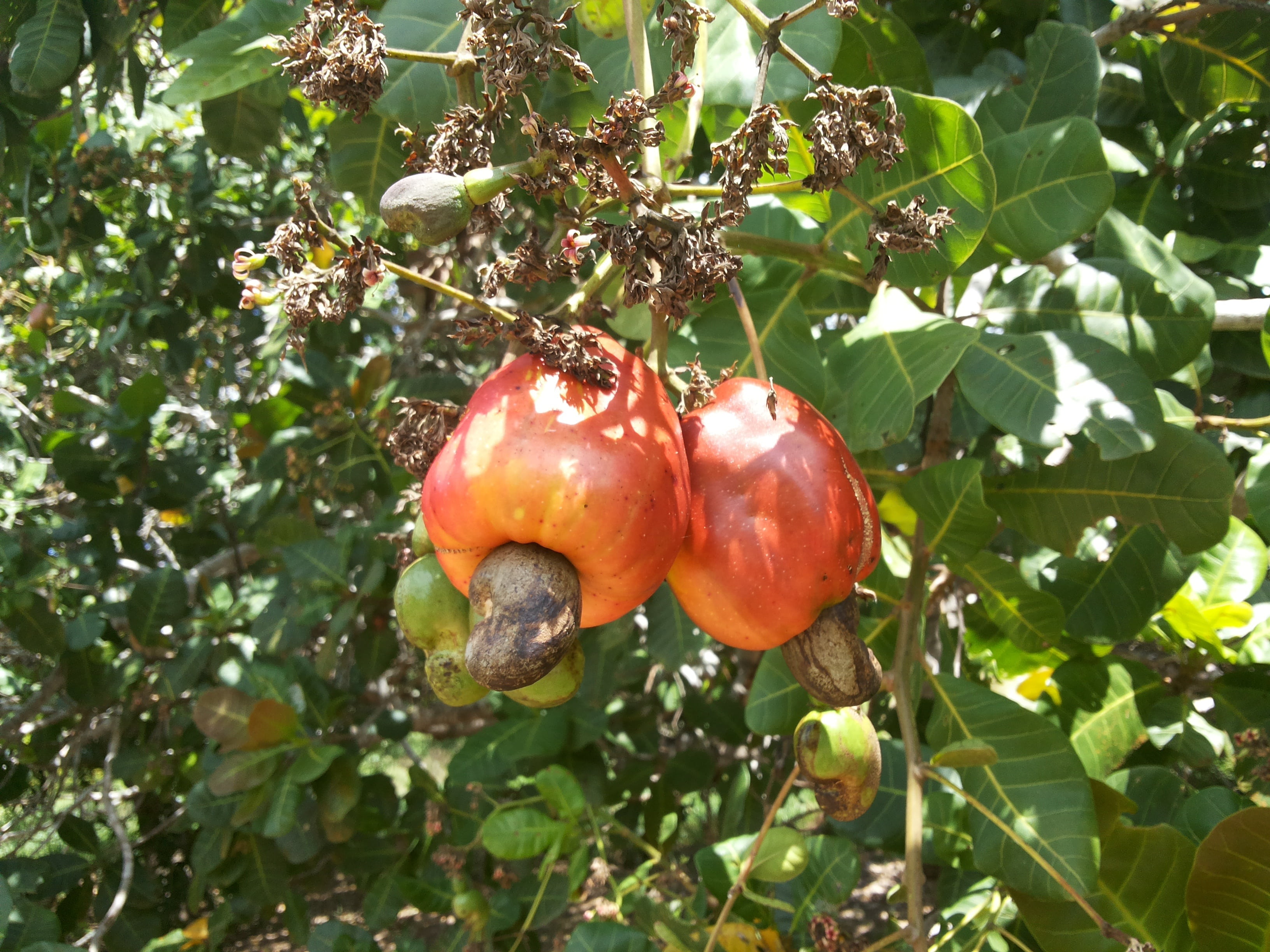 cashew nuts, day, no people, plant, outdoors, growth, wellbeing, close-up, leaf, 2K, freshness, ripe, plant part, tree, fruit, green color, healthy eating, HD Wallpaper