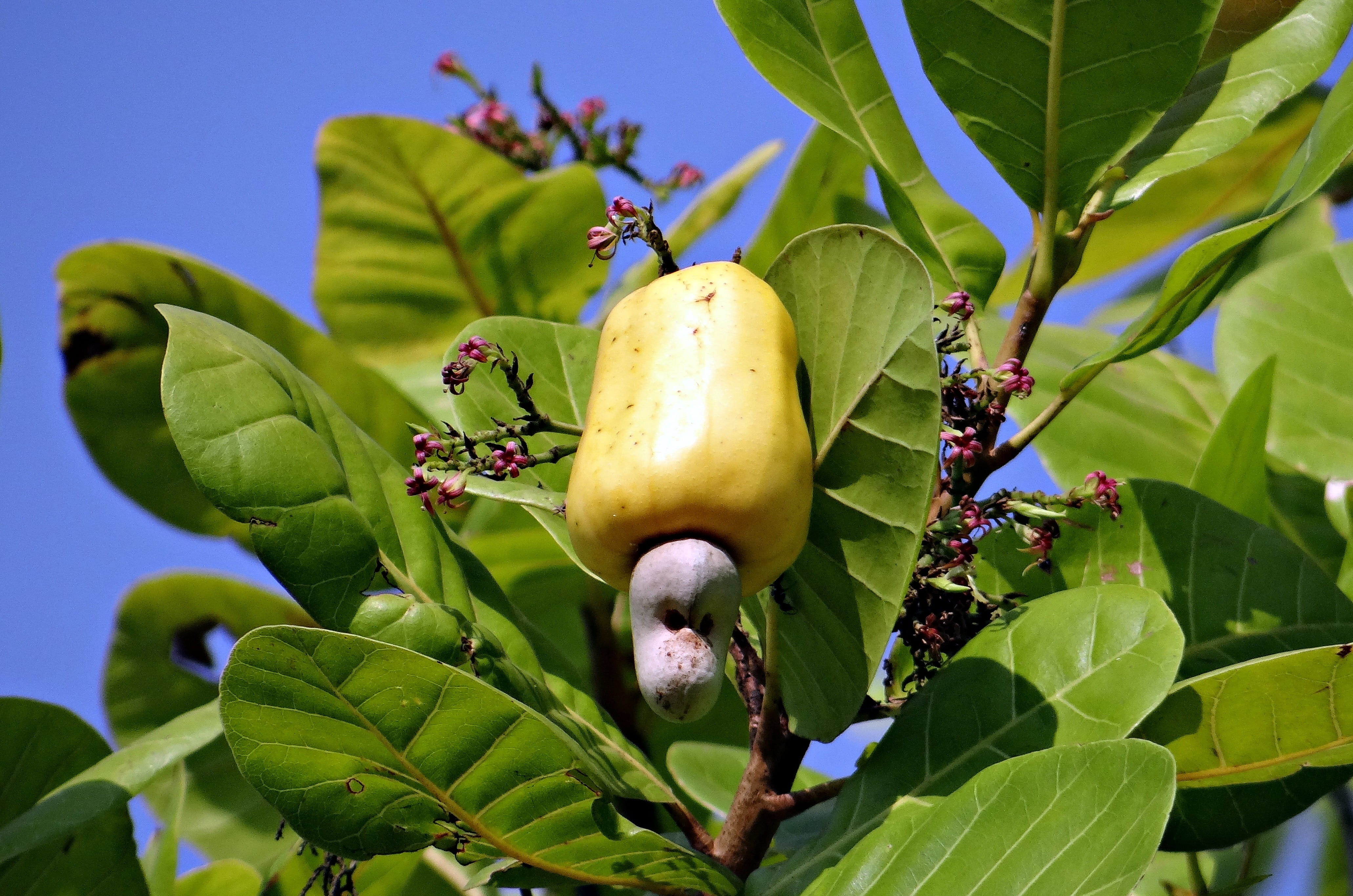 day, freshness, beauty in nature, Cashew Nuts, Ripe, low angle view, anacardiaceae, tree, Fruit, food and drink, healthy eating, plant part, summer, plant, HD Wallpaper