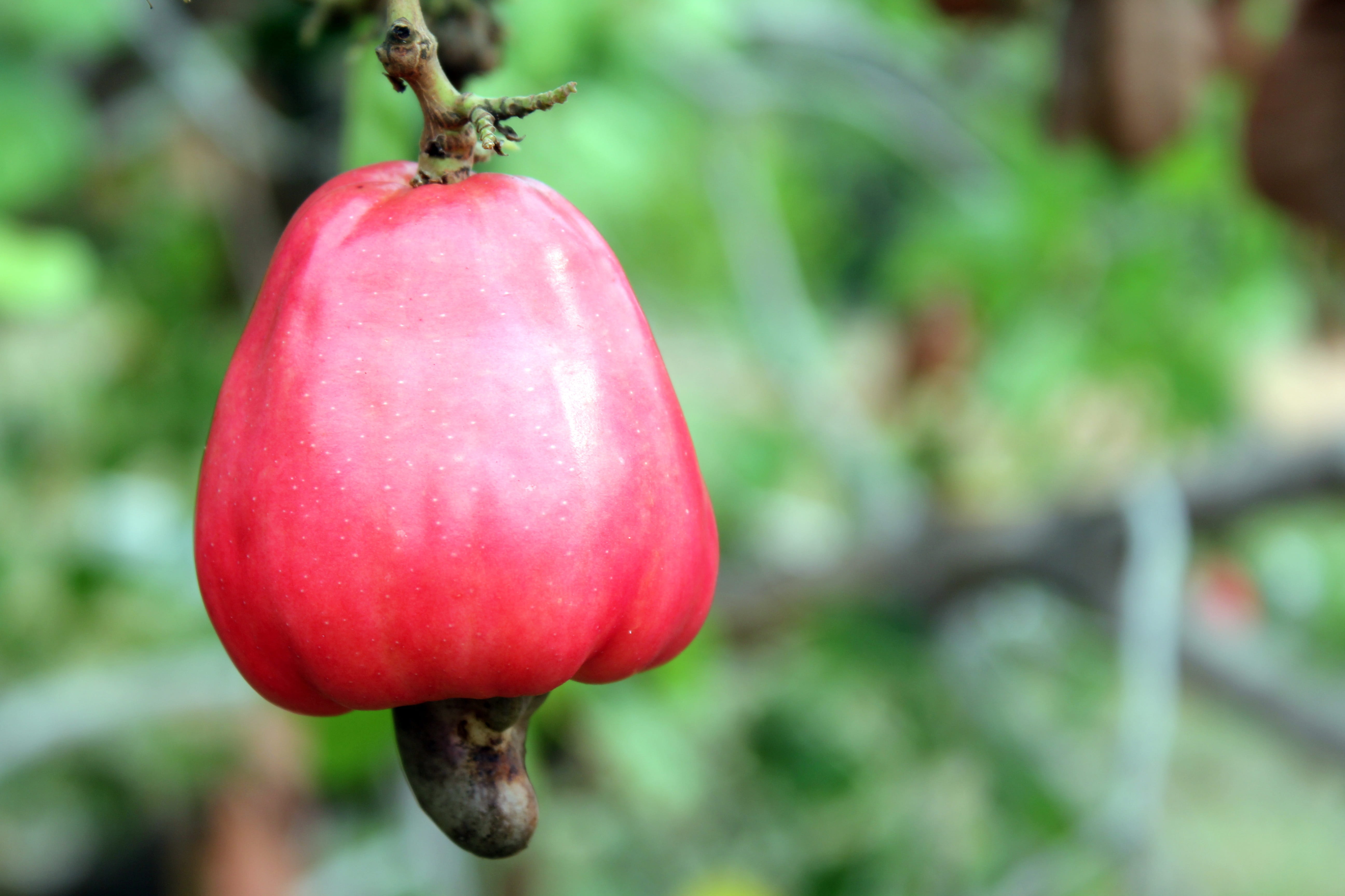 no people, growth, food and drink, close, ripe, garden, cashew, focus on foreground, freshness, green, nature, trees, beauty in nature, forest, 5K, day, HD Wallpaper