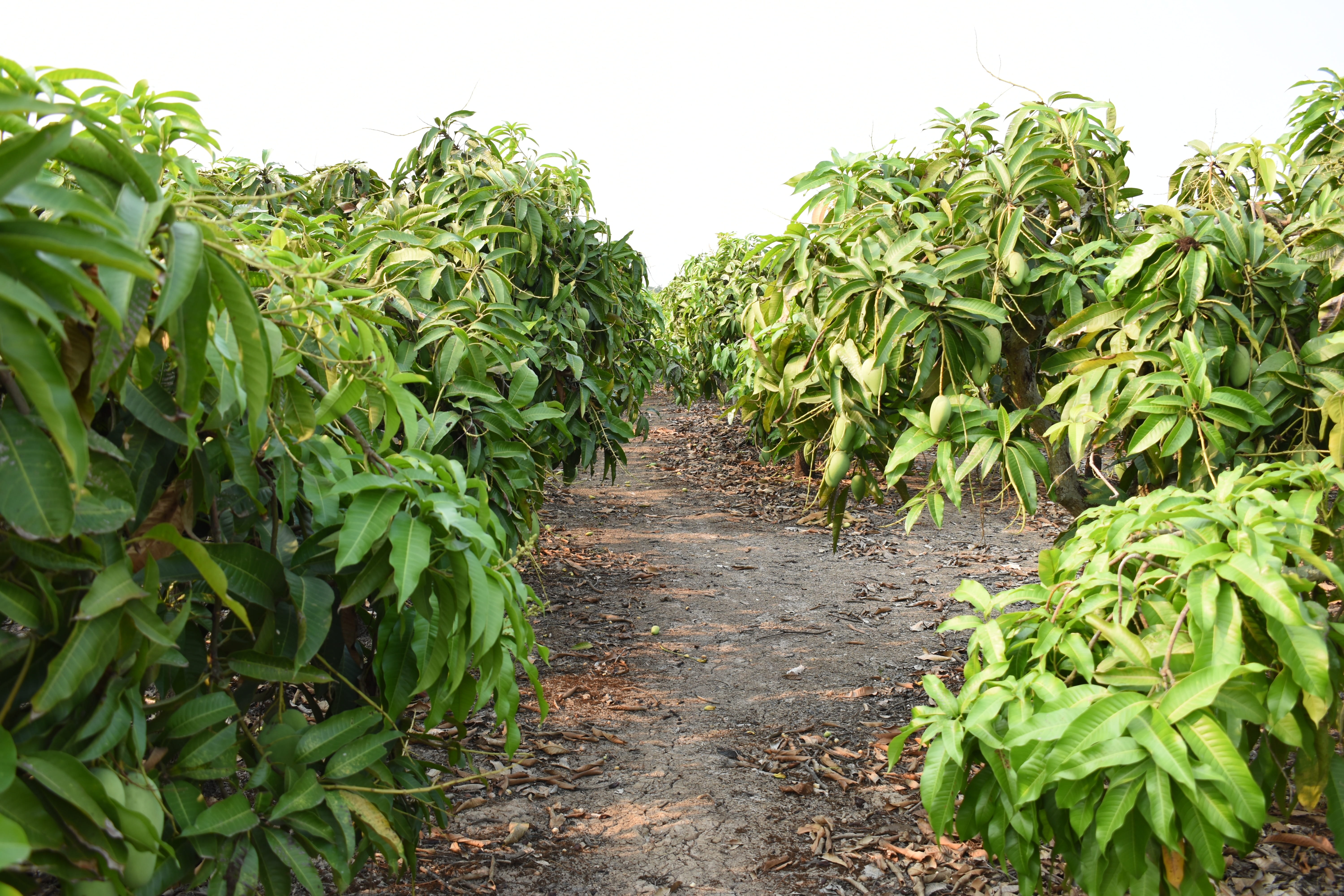 direction, rural scene, sky, beauty in nature, day, fruit, plantation, nature, plant, mango, food and drink, landscape, crop, agriculture, food, 5K, growth, HD Wallpaper