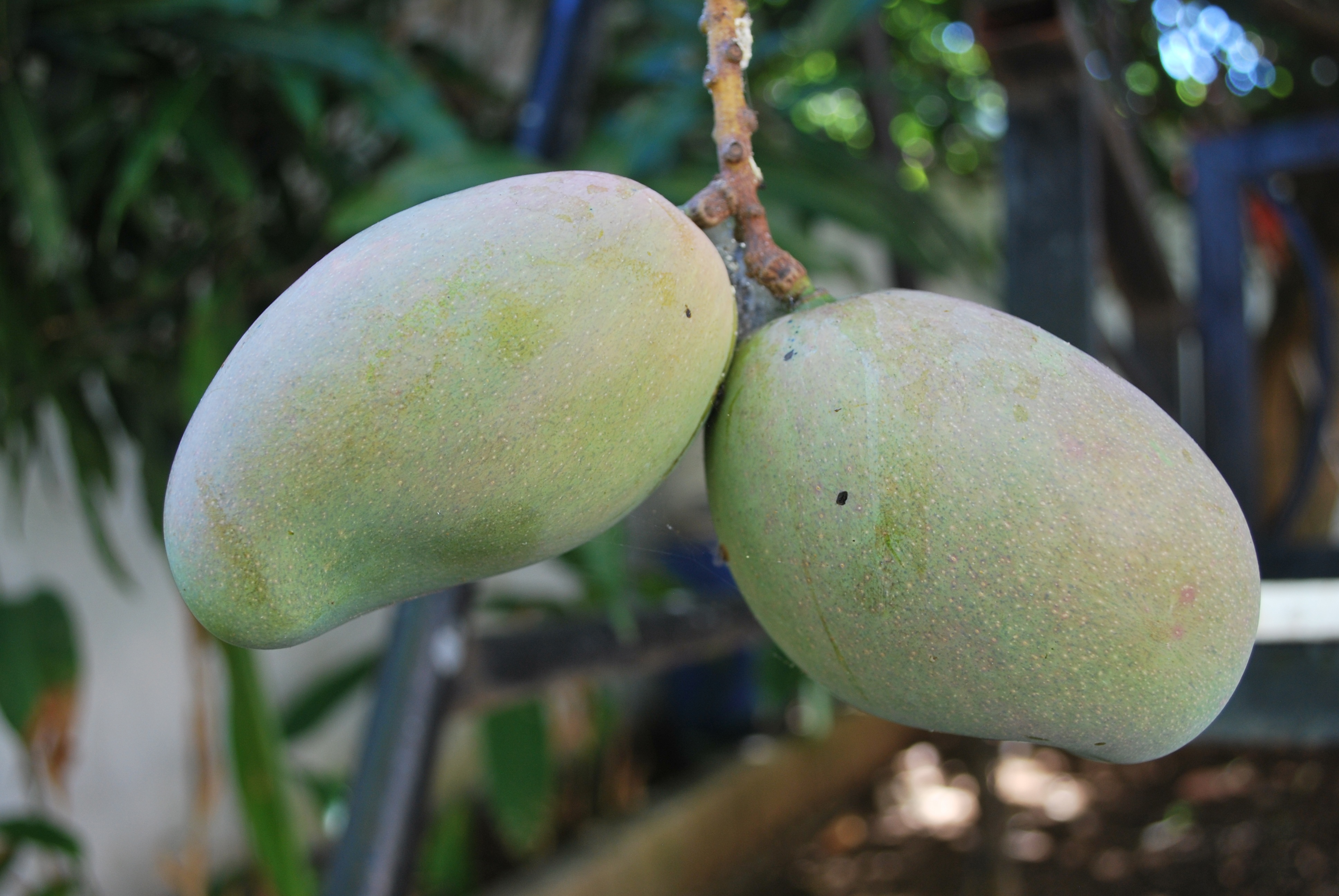 tree, juicy, on tree, healthy eating, healthy, sweet, wellbeing, vitamin, day, ripe, raw, natural, green color, growth, agriculture, organic, tropical, HD Wallpaper