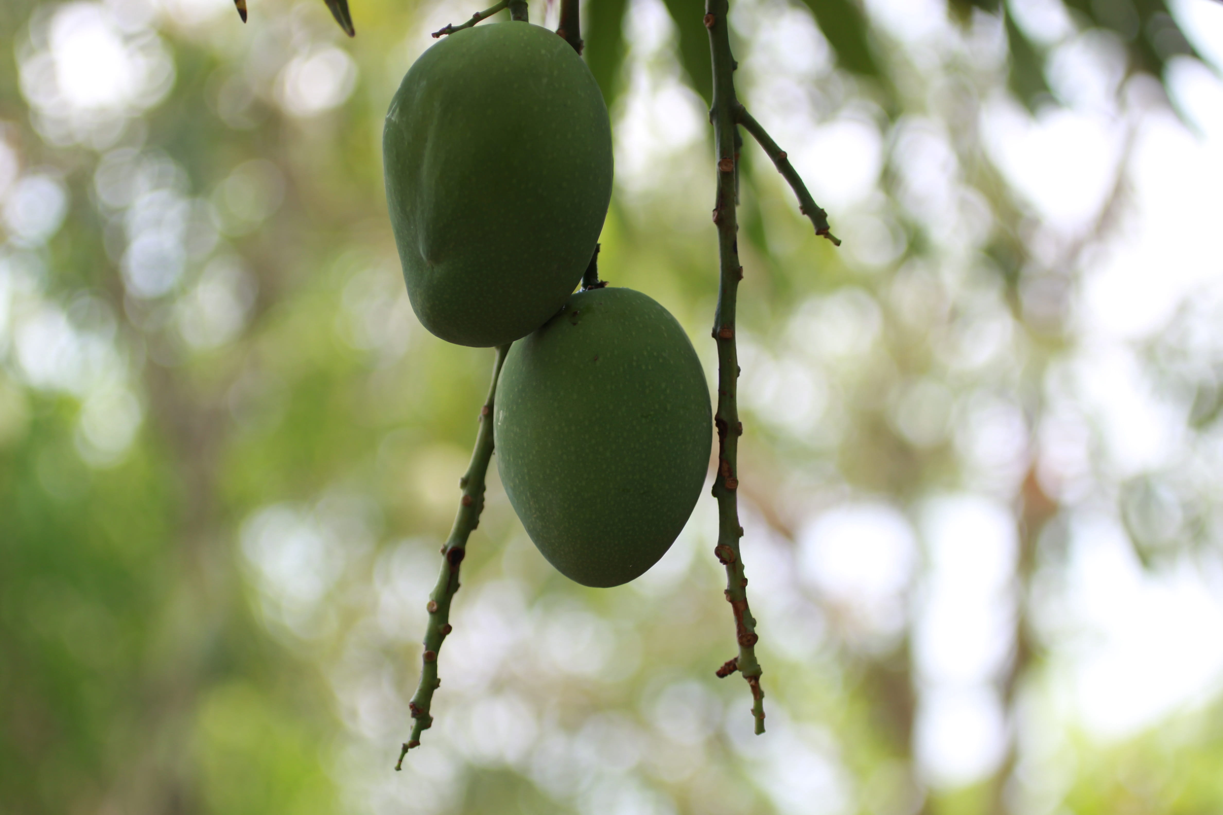 tree, 4K, nature, growth, food, outdoors, wood, hanging, wellbeing, green color, focus on foreground, fruit, close-up, no people, day, freshness, food and drink, HD Wallpaper