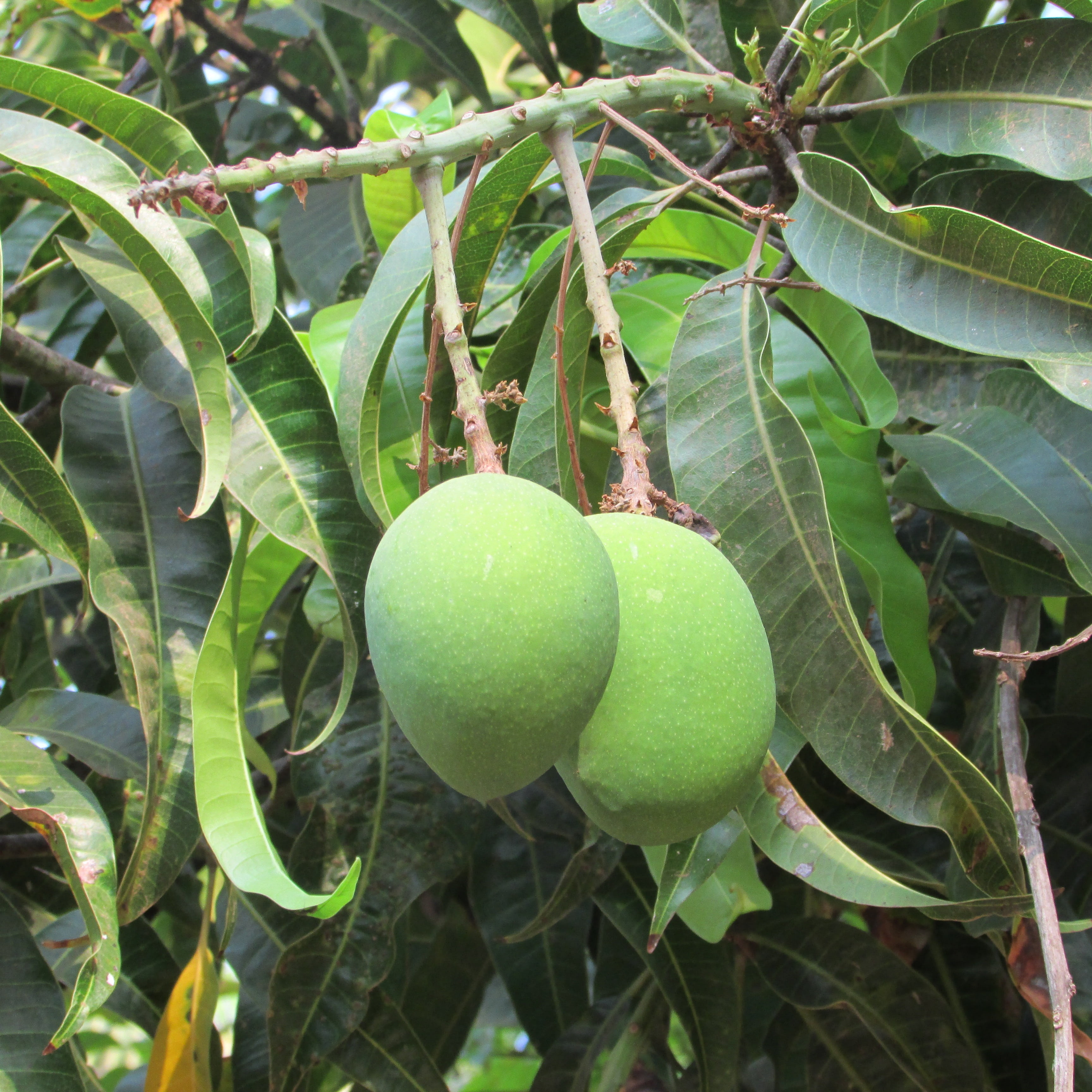 dharwad, green, plant, day, close-up, tree, outdoors, green color, nature, india, mango tree, no people, 2K, freshness, fruits, leaf, plant part, healthy eating, Phone HD Wallpaper