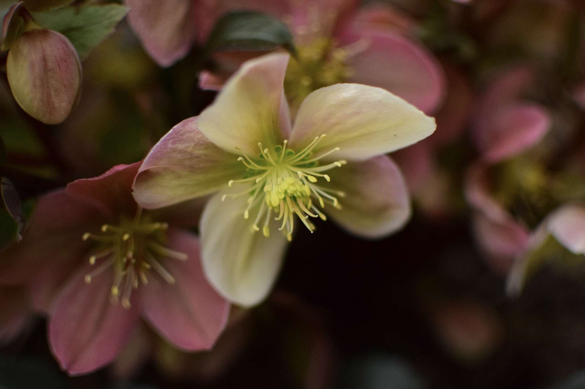 vulnerability, freshness, flower, pink color, flowers, no people, inflorescence, garden flower, nature, selective focus, flower head, pollen, 1080P, close-up, HD Wallpaper