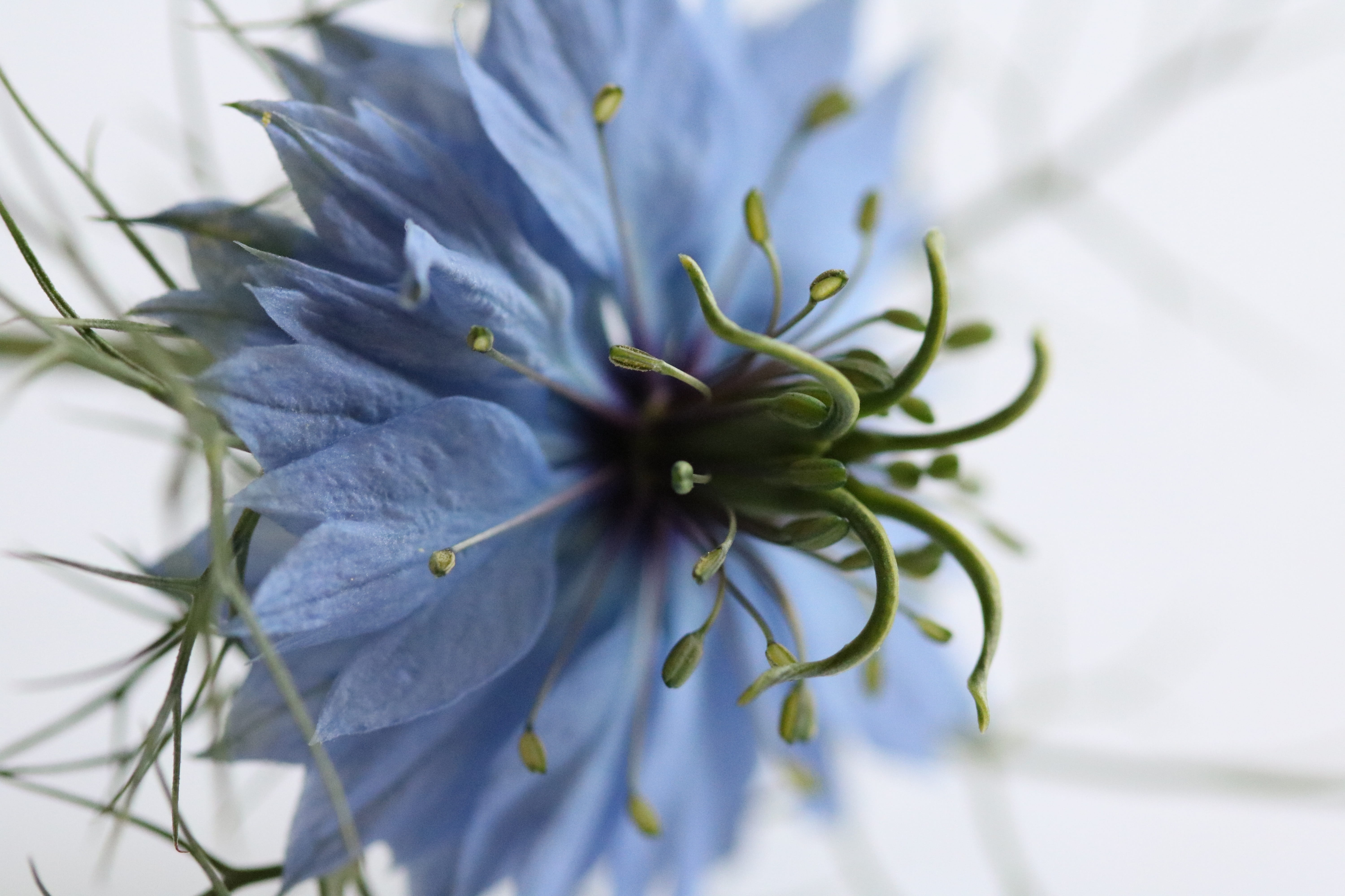 5K, freshness, flowering plant, healthy eating, food and drink, selective focus, green color, agriculture, day, petals, close-up, leaf, no people, plant part, HD Wallpaper