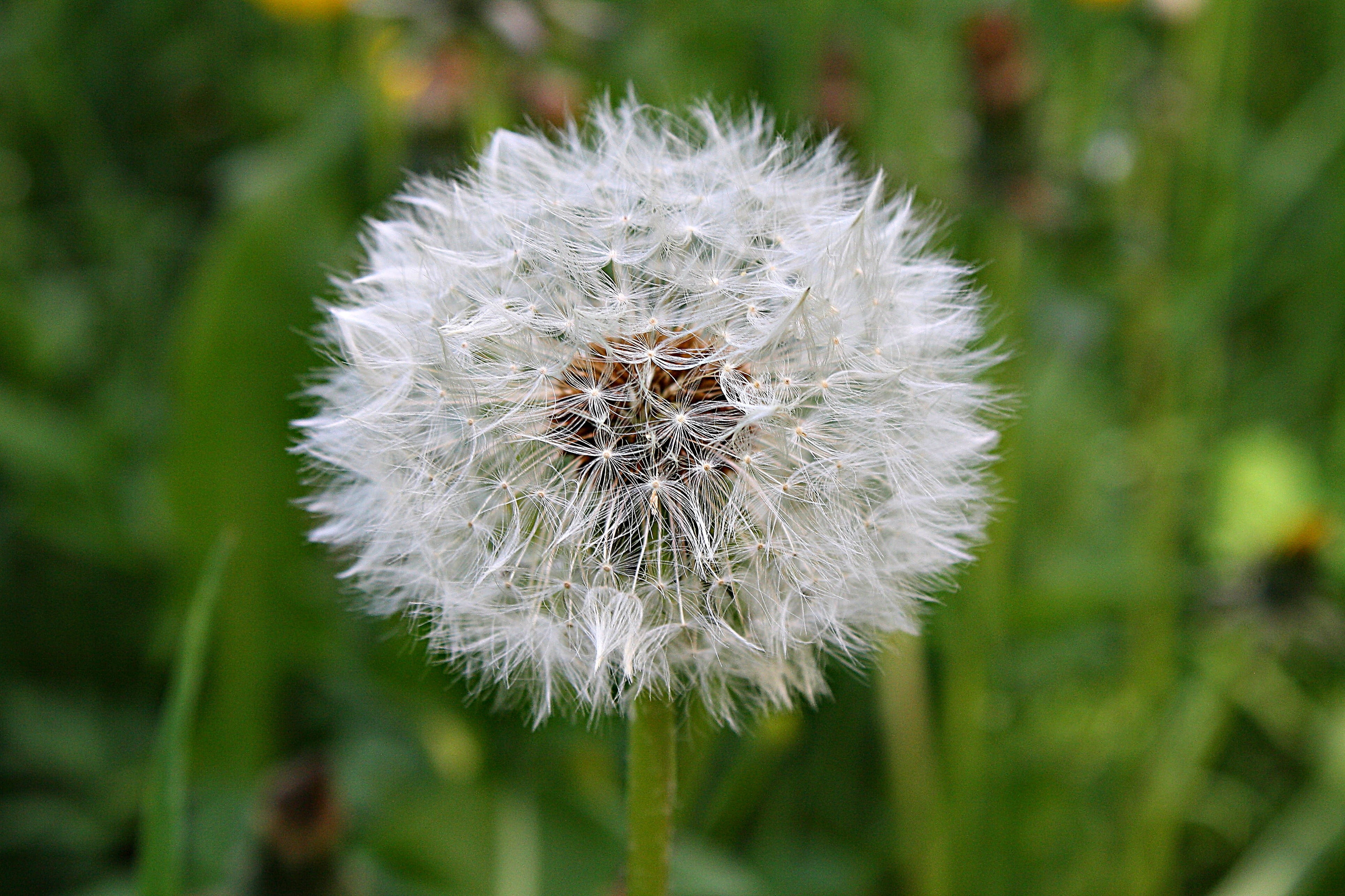 nature, plant, 4K, dandelion seed, freshness, focus on foreground, softness, white color, uncultivated, specimen holder, natural condition, vulnerability, HD Wallpaper