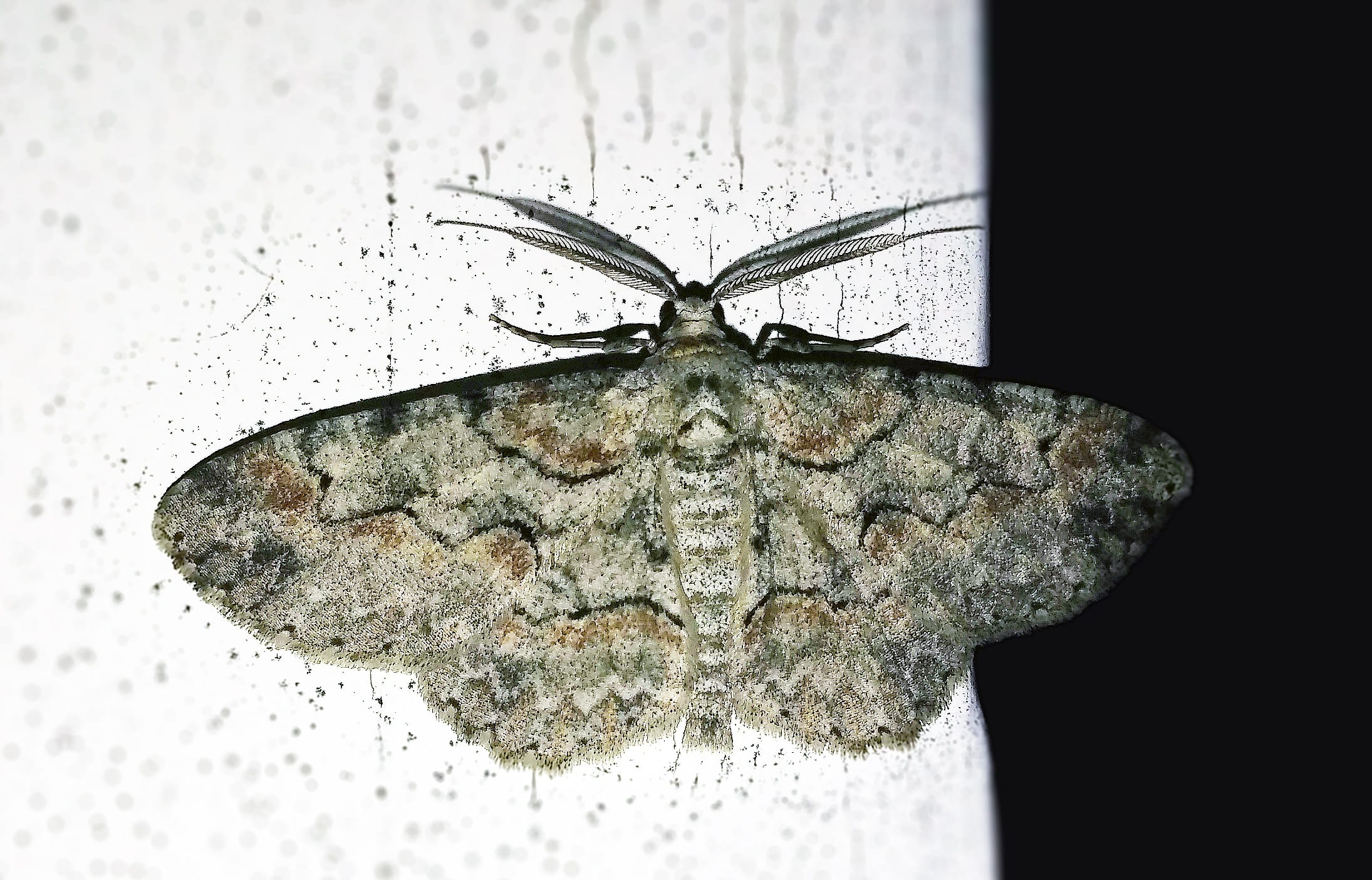 wildlife, no people, animal wing, antenna, animal antenna, animals in the wild, iridopsis defectaria, close-up, Iridopsis, butterfly - insect, animal, science, HD Wallpaper