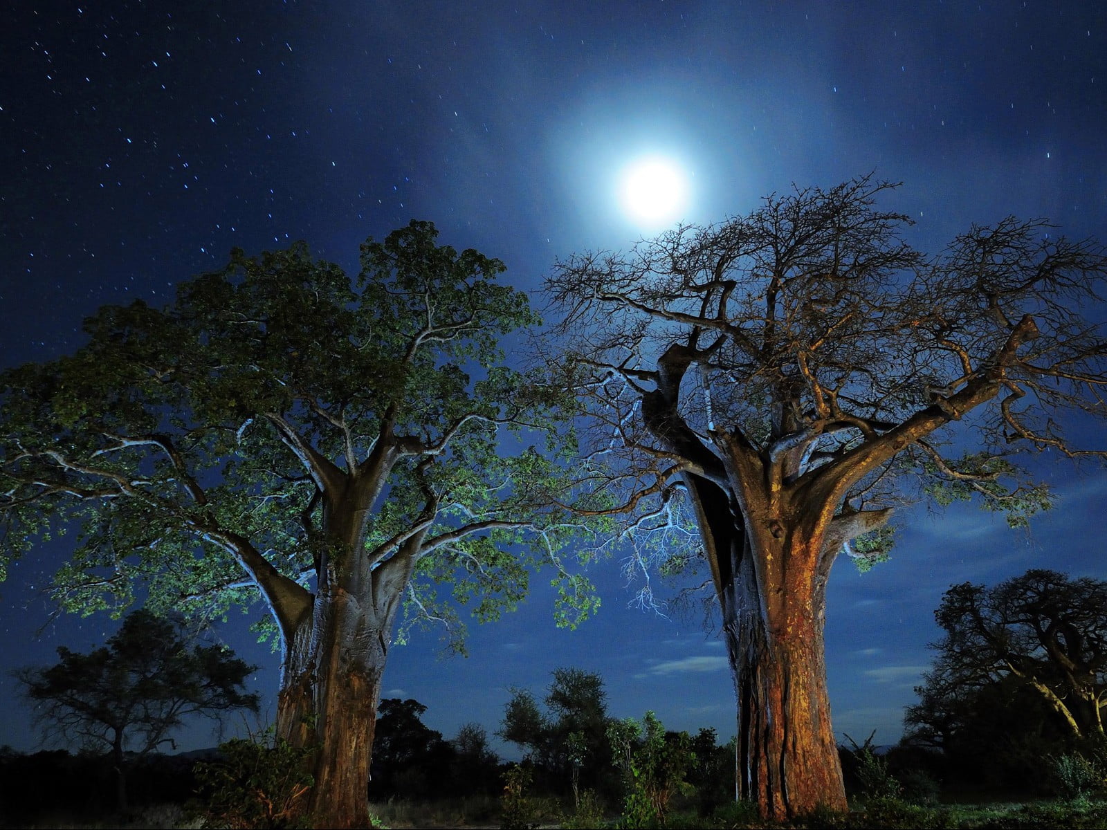 full moon, nebula, outdoors, sky, landscape, environment, two, tranquil scene, astrology, star - space, beauty in nature, no people, scenics - nature, tree, HD Wallpaper