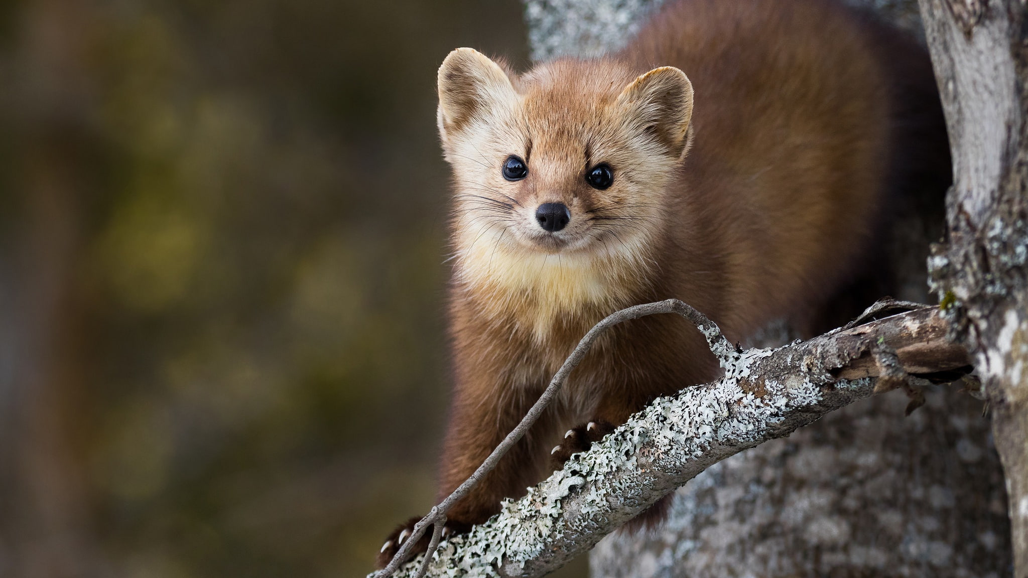 marten, animal, background, tree, look, muzzle, pose, branch, nature, 1080P, trunk, HD Wallpaper