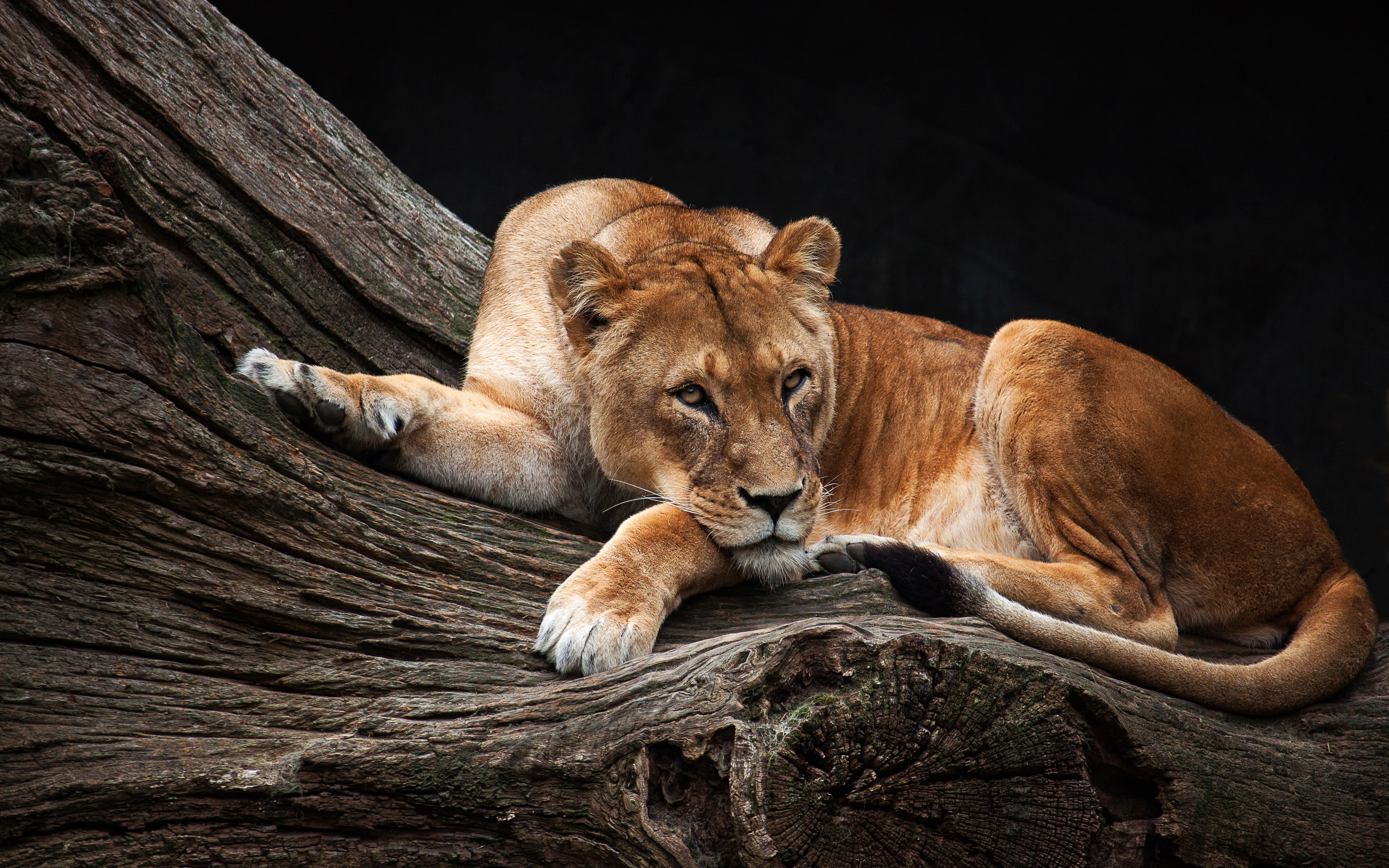 zoo, stay, 4K, lioness, lies, tree, background, beauty, dark, look, pose, Queen, HD Wallpaper