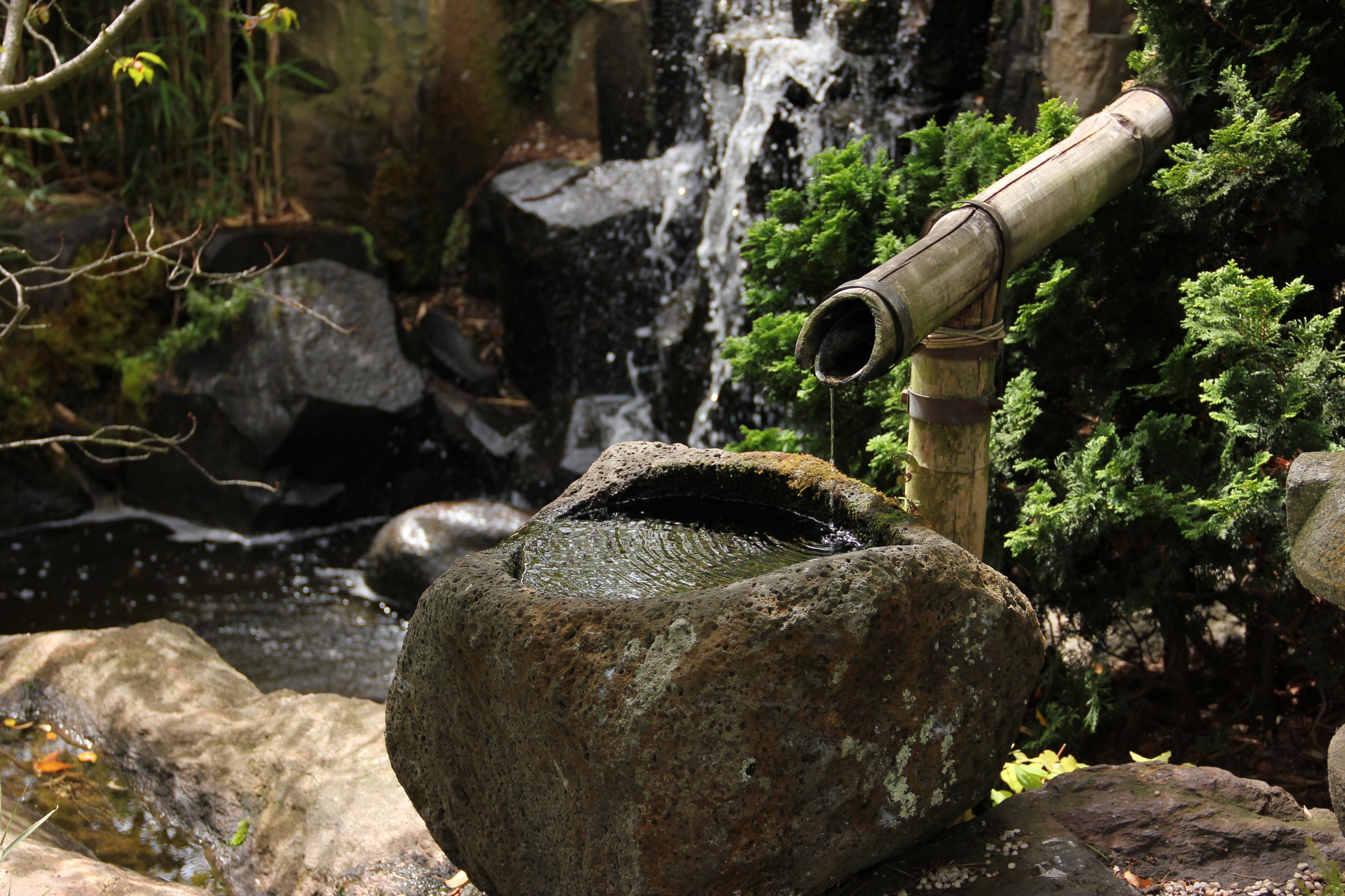 timelessness, bamboo, japanese garden, motion, wood - material, growth, day, plant, water basin, no people, water, 5K, flowing, forest, water feature, HD Wallpaper