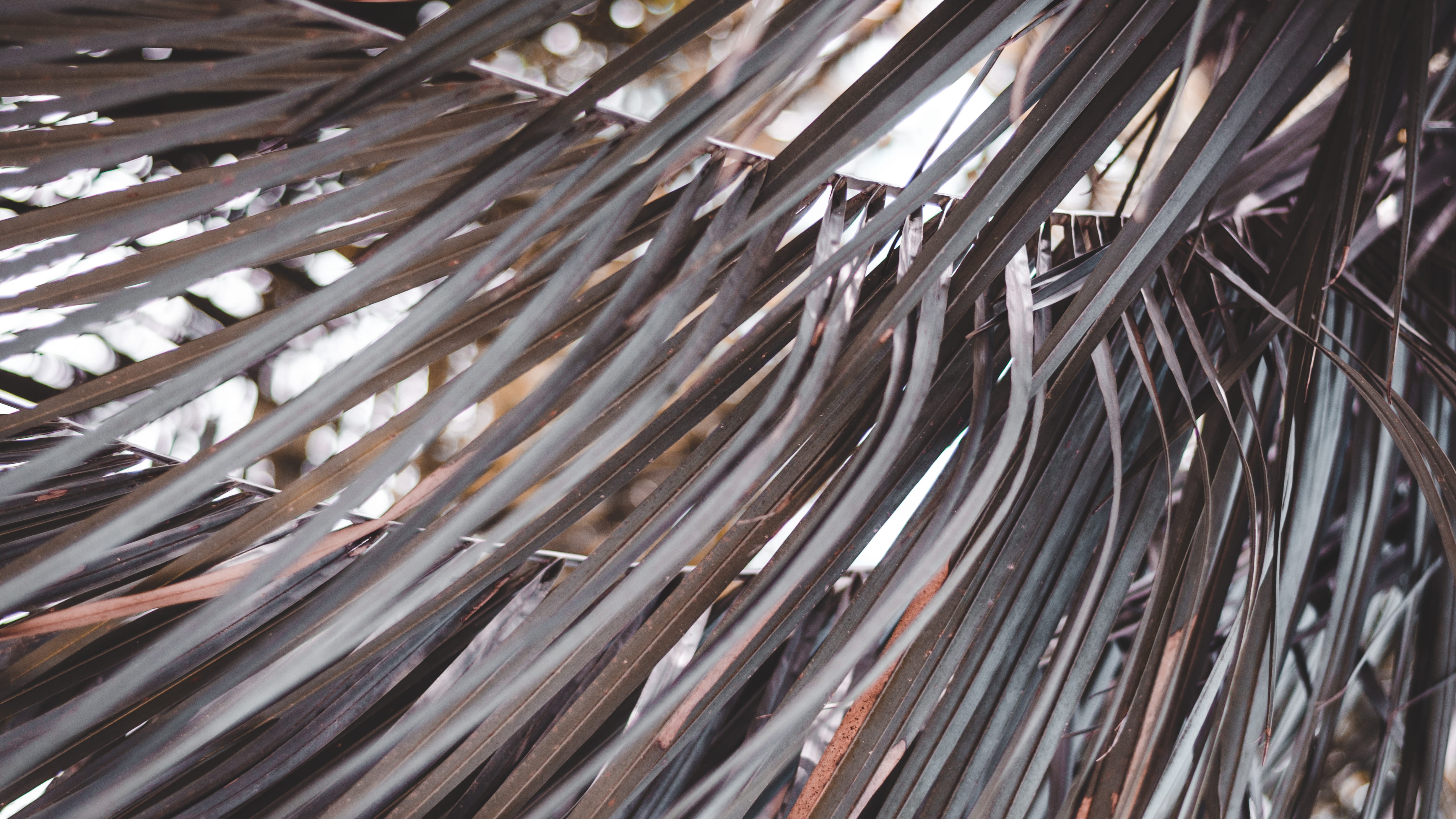 backgrounds, texture, pattern, abstract, close-up, silver colored, macro, fir, no people, metal, palm tree, 4K, large group of objects, outdoors, HD Wallpaper