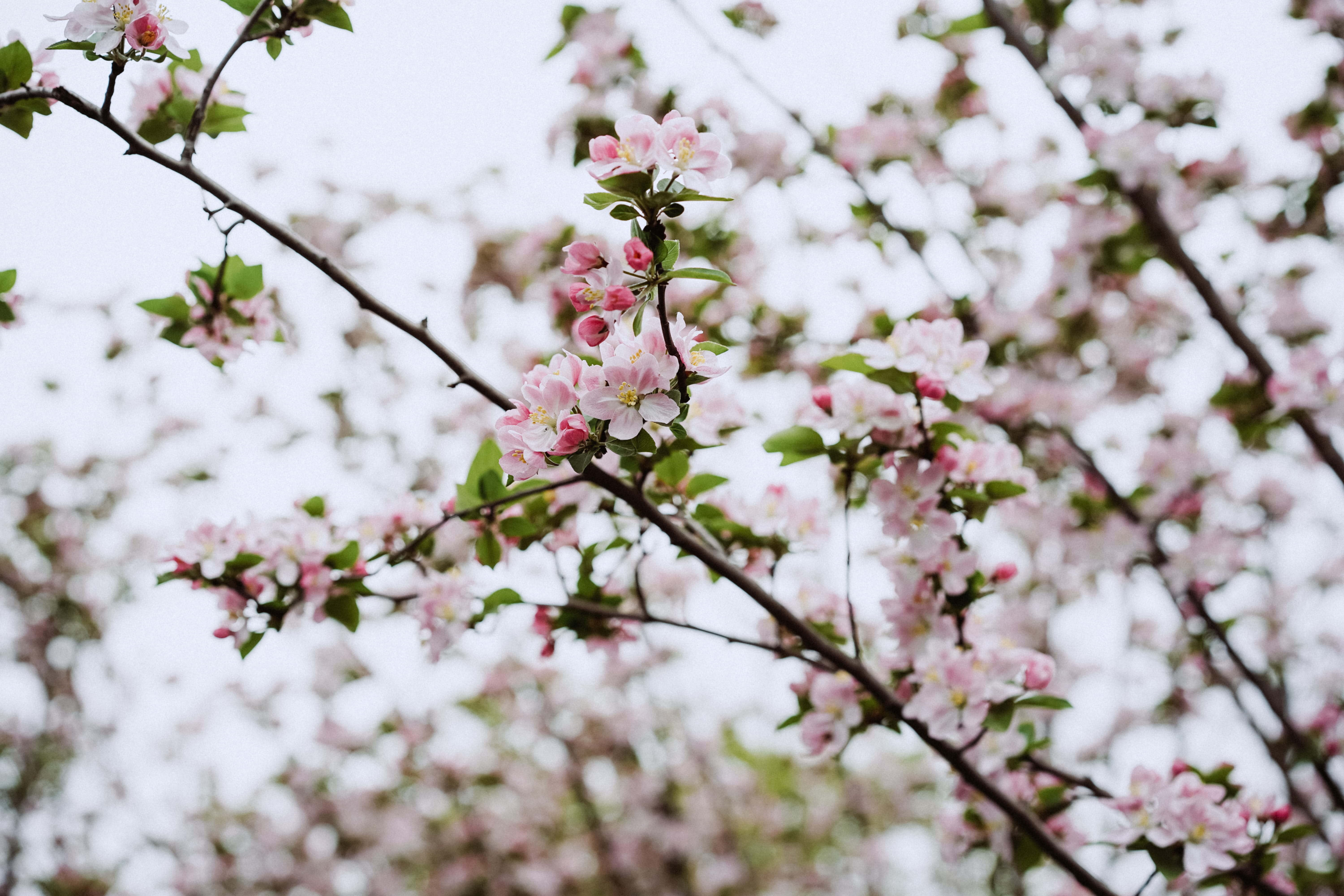 petal, orchid, bud, spring, slope, close-up, flowering plant, growth, white color, freshness, tree trunk, anther, geranium, pink color, outdoors, cherry tree, HD Wallpaper