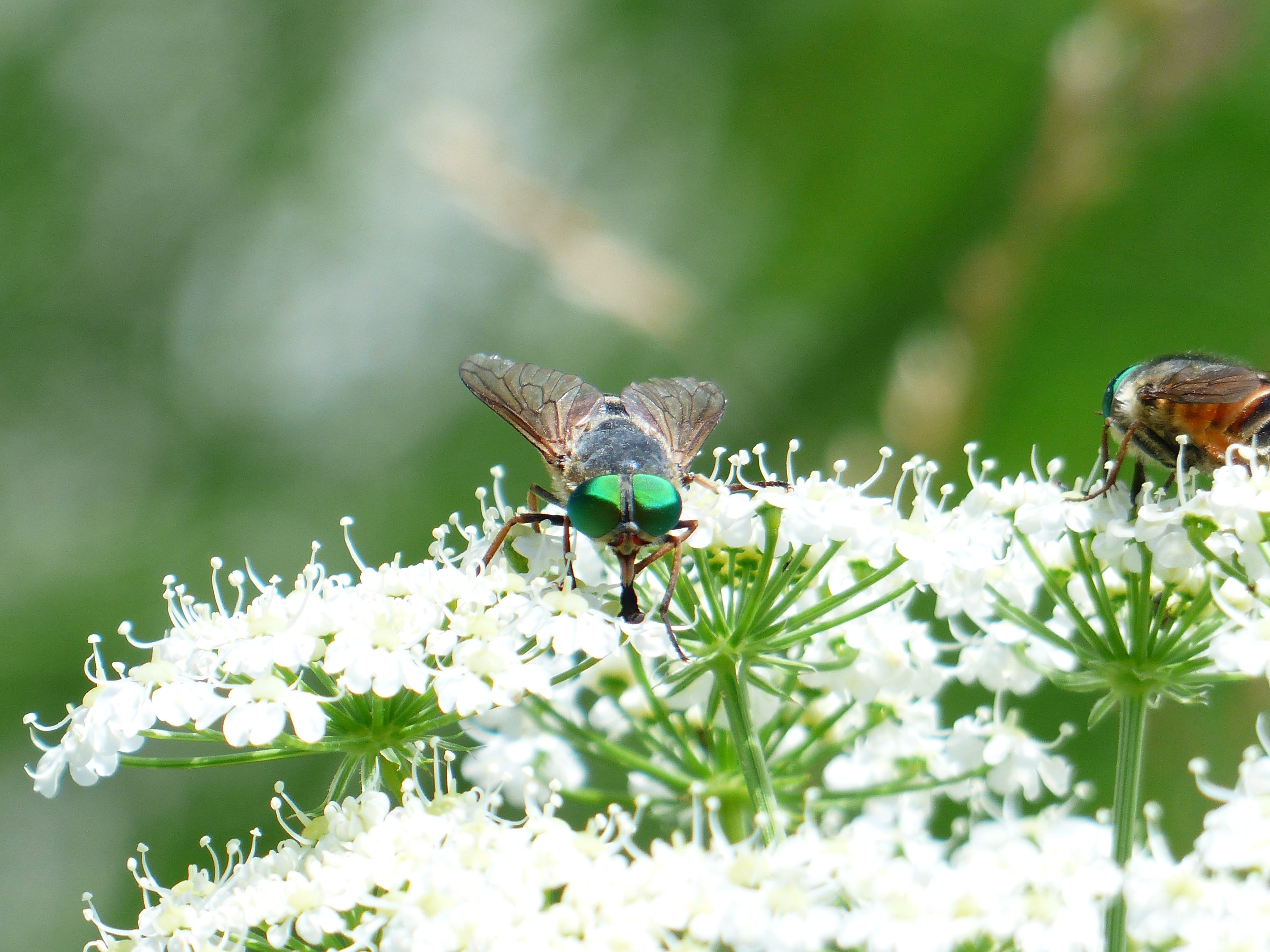 mosquito, brake, close, plant, animal themes, blossom, rinderbremse, no people, wild flower, bloom, risk, animal wing, tabanidae, close-up, flowering plant, HD Wallpaper
