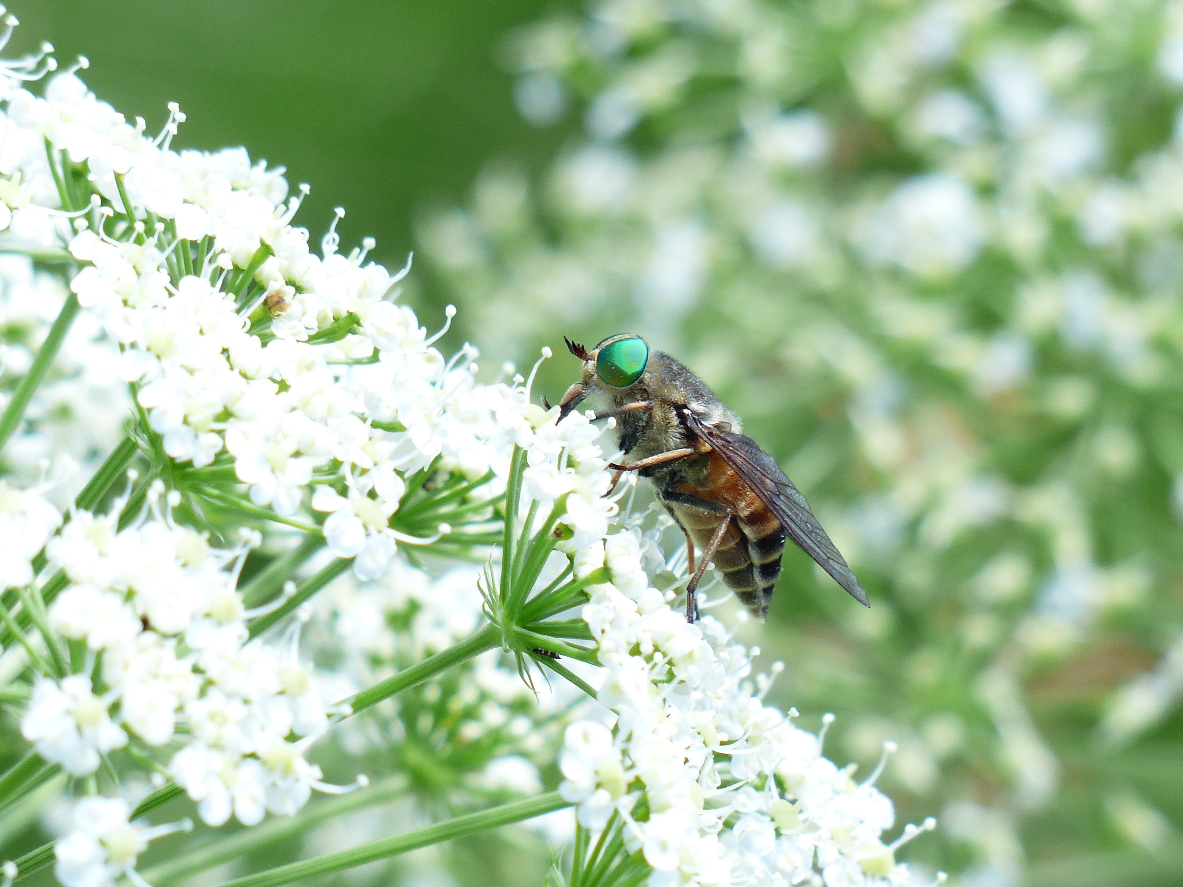 no people, rinderbremse, nature, pollination, wild carrot, wild flower, day, animal wing, focus on foreground, risk, tabanidae, one animal, flowering plant, HD Wallpaper
