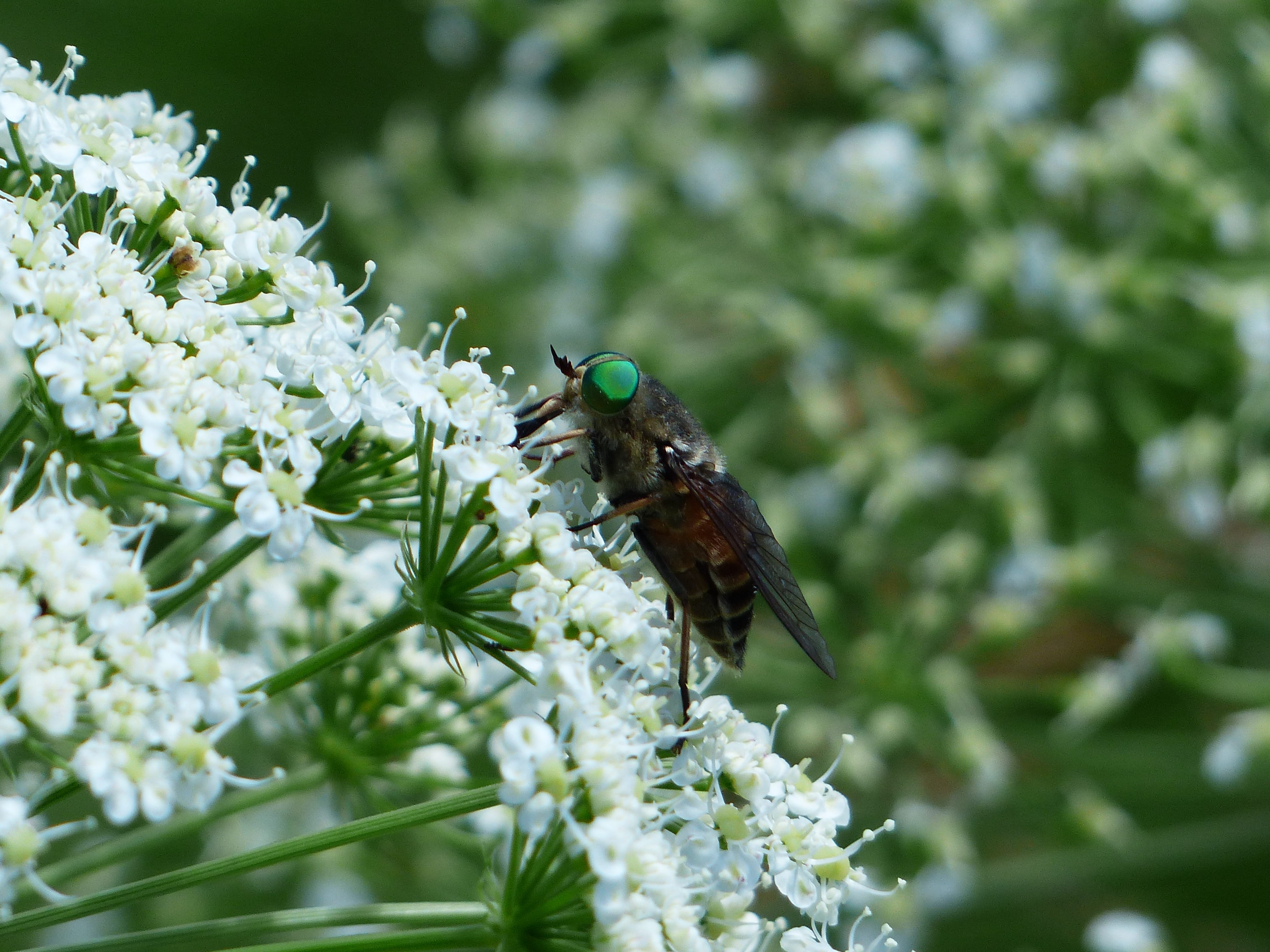 wing, animals in the wild, nature, pain, plant, flower, beauty in nature, 4K, sting, wild flower, day, one animal, risk, animal themes, fly art, summer, HD Wallpaper
