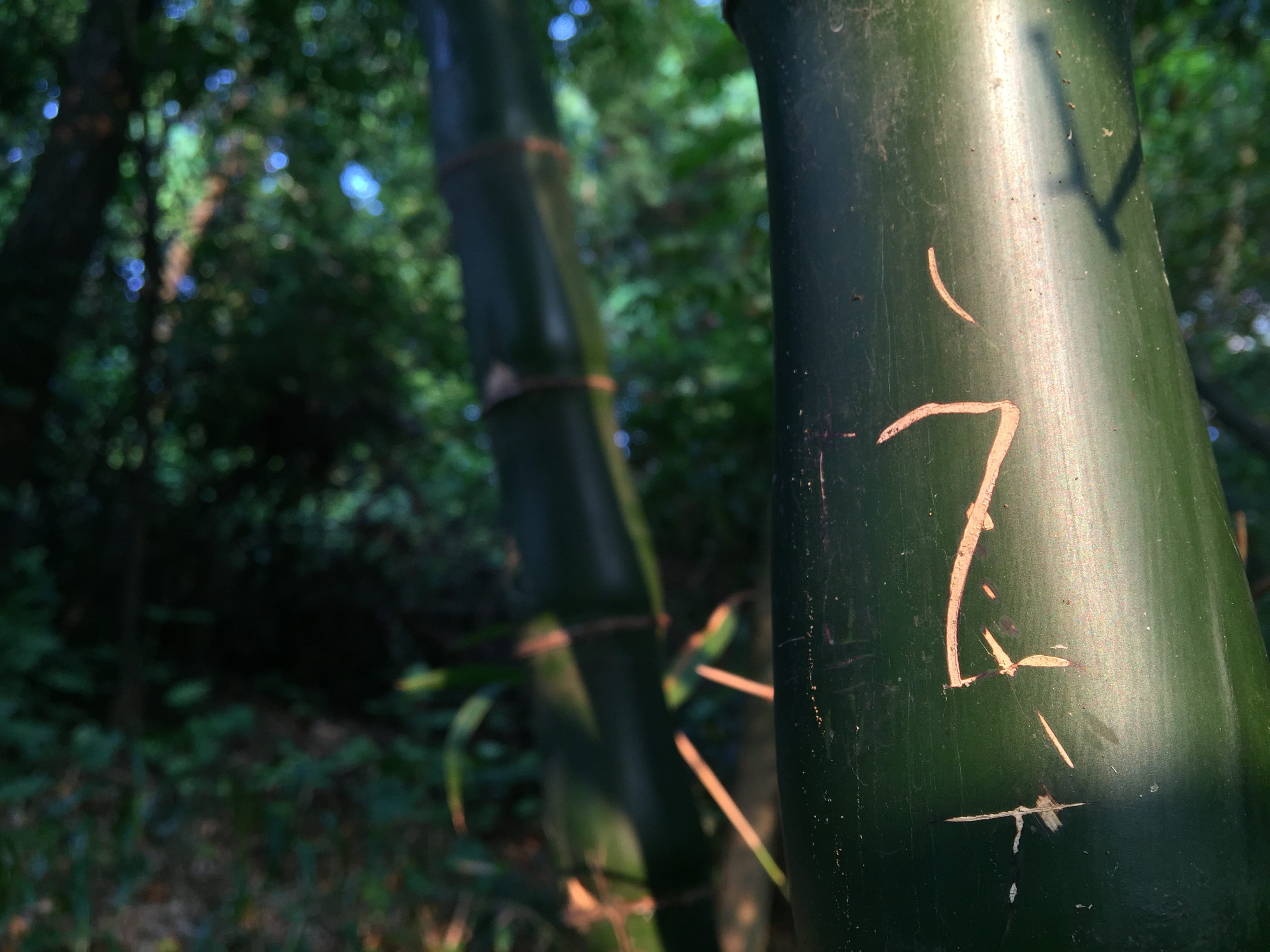 day, land, animal, dongguan shi, green color, qi feng gong yuan, sunlight, invertebrate, tree, bamboo, 2K, china, jungle, one animal, close-up, bamboo - plant, HD Wallpaper