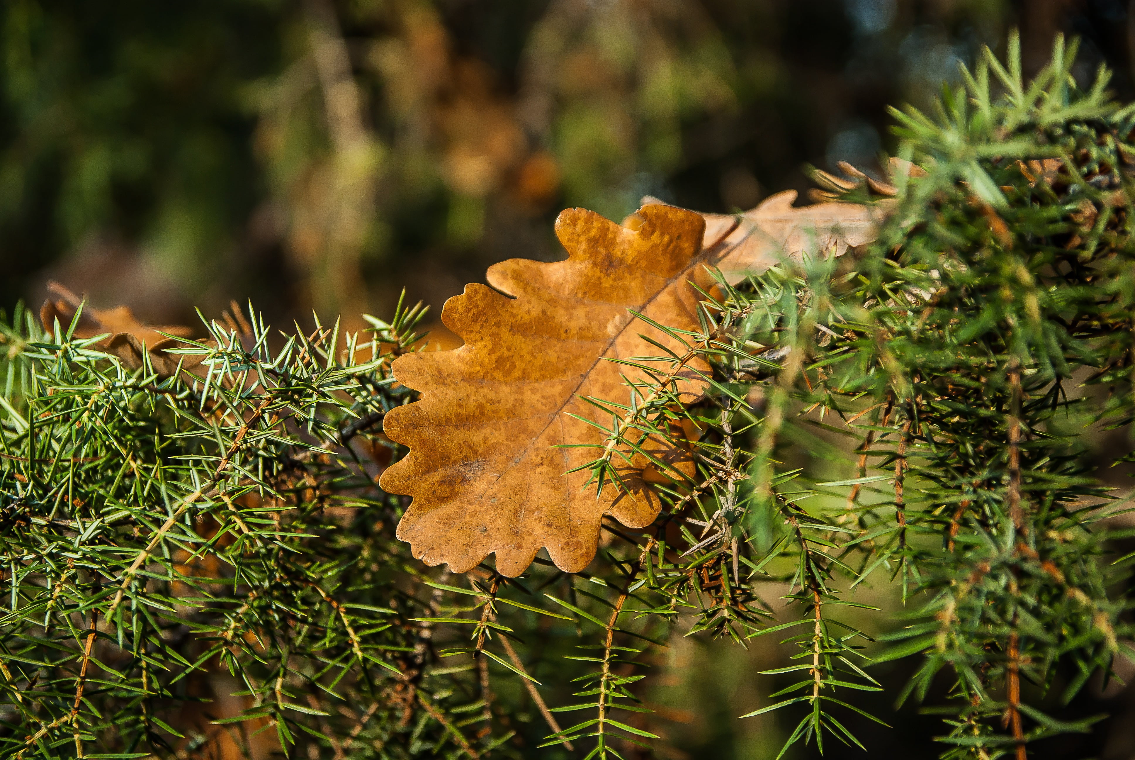 branch, green, autumn, multi Colored, leaf, field, 4K, leaves, color Image, change, outdoors, october, dry, season, macro, close-up, gold Colored, environment, HD Wallpaper