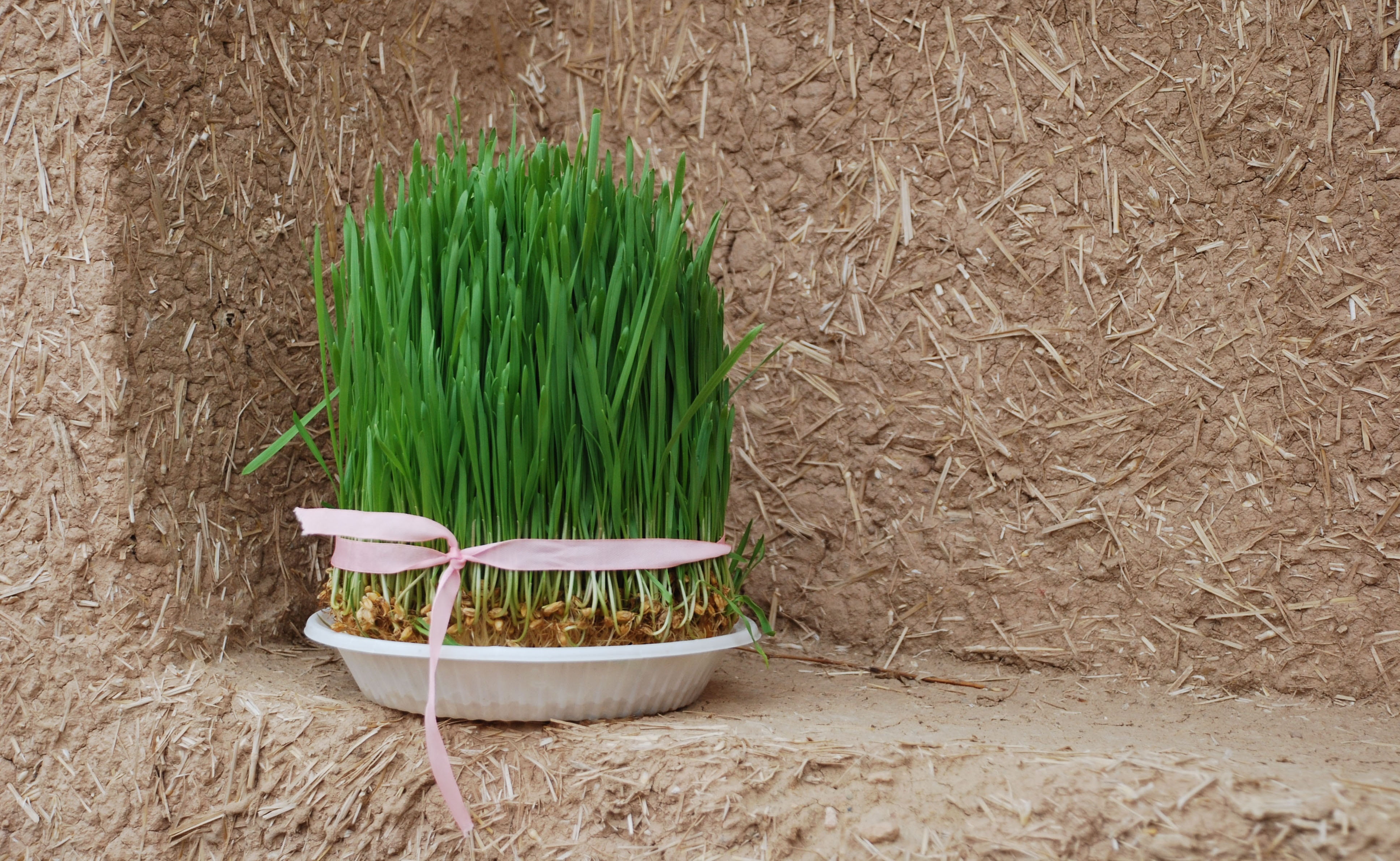 field, iran, nowruz, wall, container, nature, leaf, grass, green color, norooz, natural, wood - material, grasses, plant, beauty in nature, agriculture, HD Wallpaper