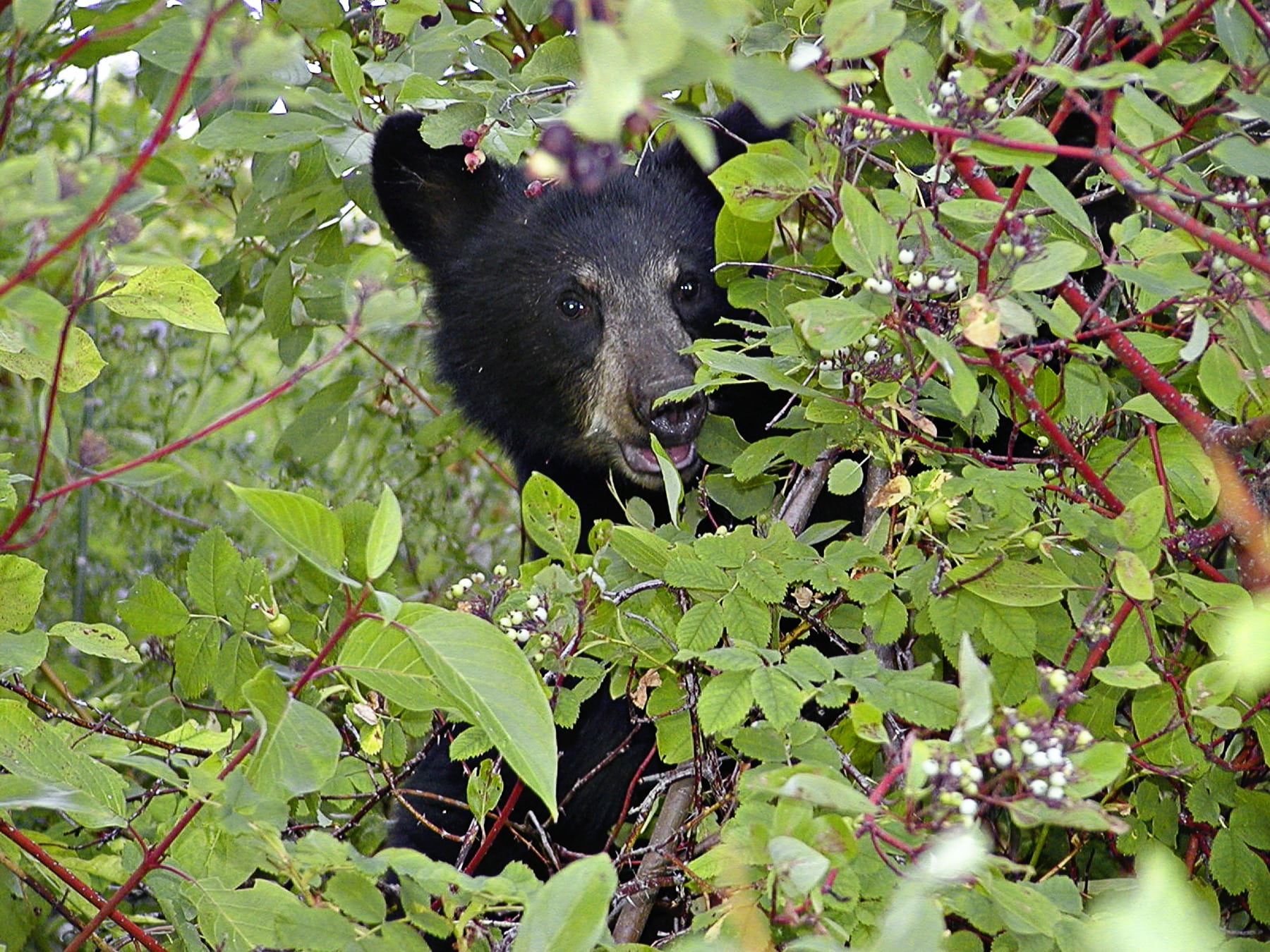 branch, 720P, tree, black, no people, british columbia, one animal, forest, wildlife, growth, outdoors, land, nature, eating, bear, green color, animal themes, HD Wallpaper