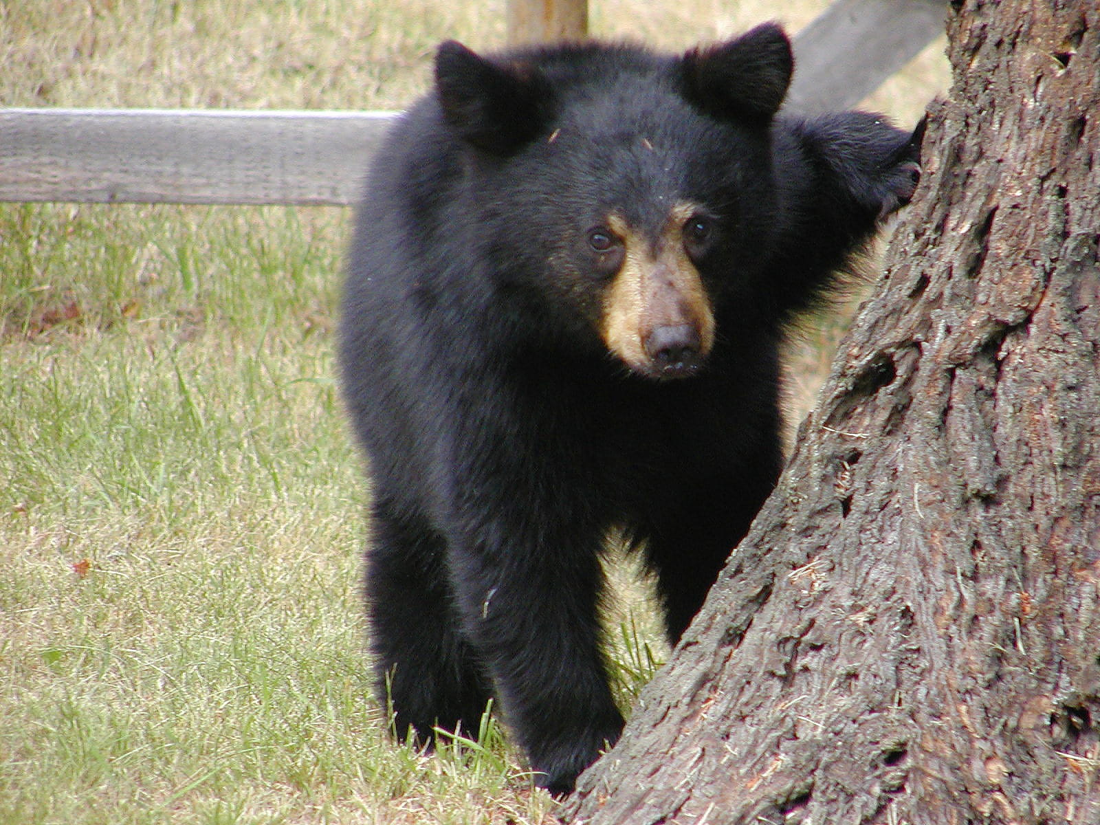 day, forest, outdoors, animals In The Wild, 720P, grass, watching, survival, Bear, Mammal, Cub, brown Bear, tree, Animal, plant, animal wildlife, vertebrate, HD Wallpaper