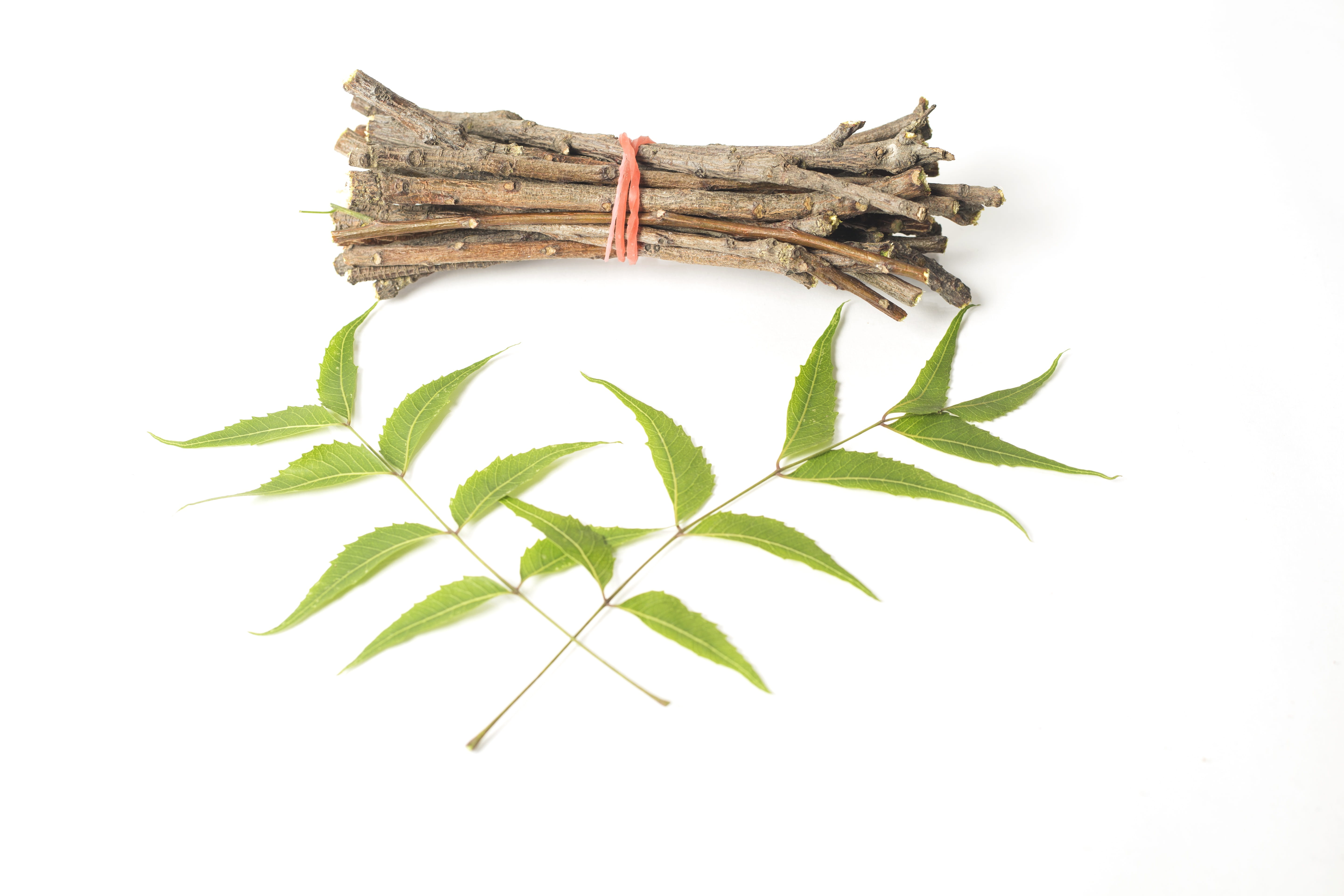 organic, white background, ayurveda, natural, branch, high angle view, teeth care, teeth, food, chew, no people, plant part, clean, green leaves, dental, HD Wallpaper
