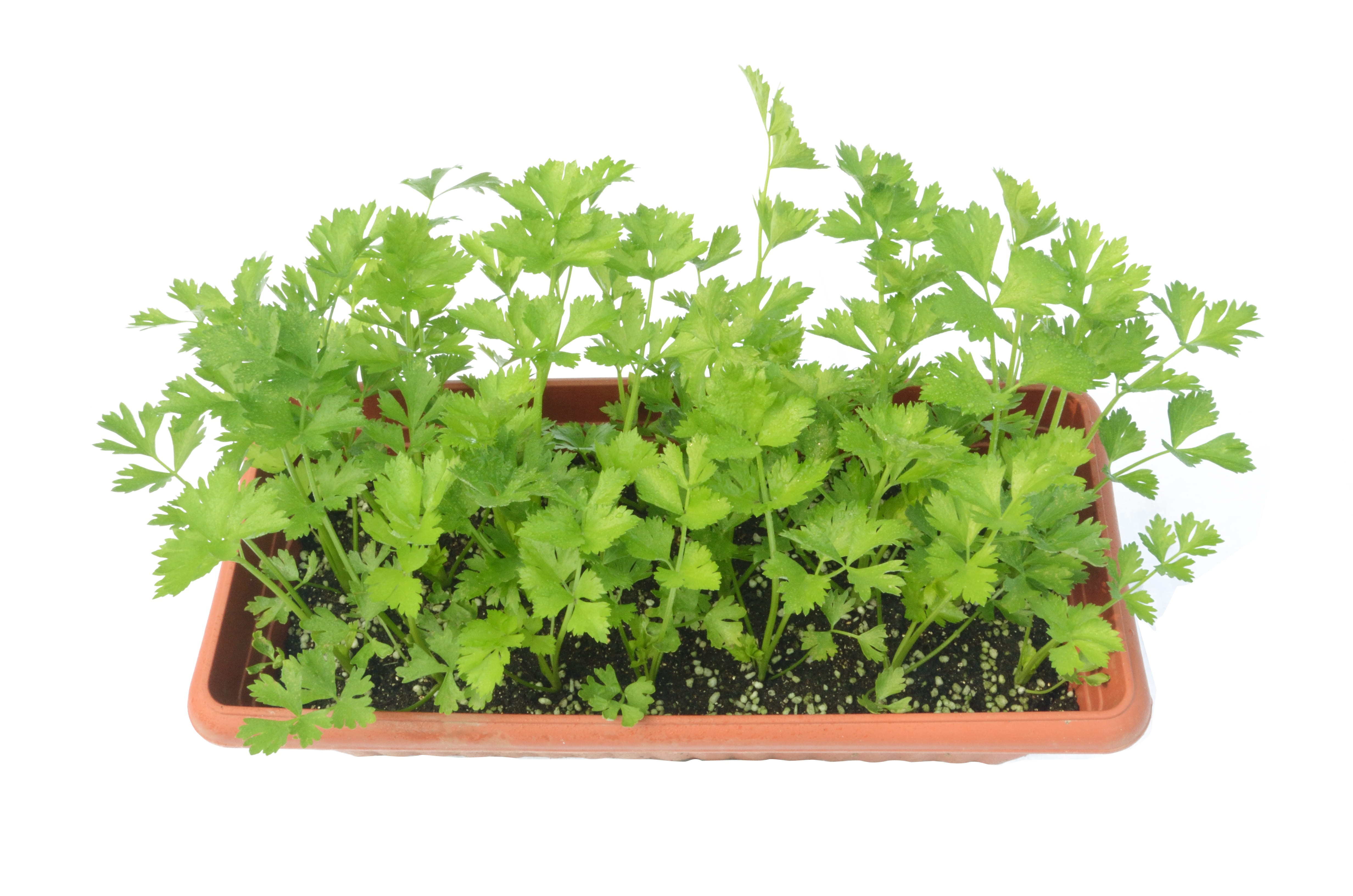 cut out, herb, directly above, houseplant, food, white background, freshness, plant, growth, plant part, potted plant, studio shot, green, indoors, gardening, HD Wallpaper