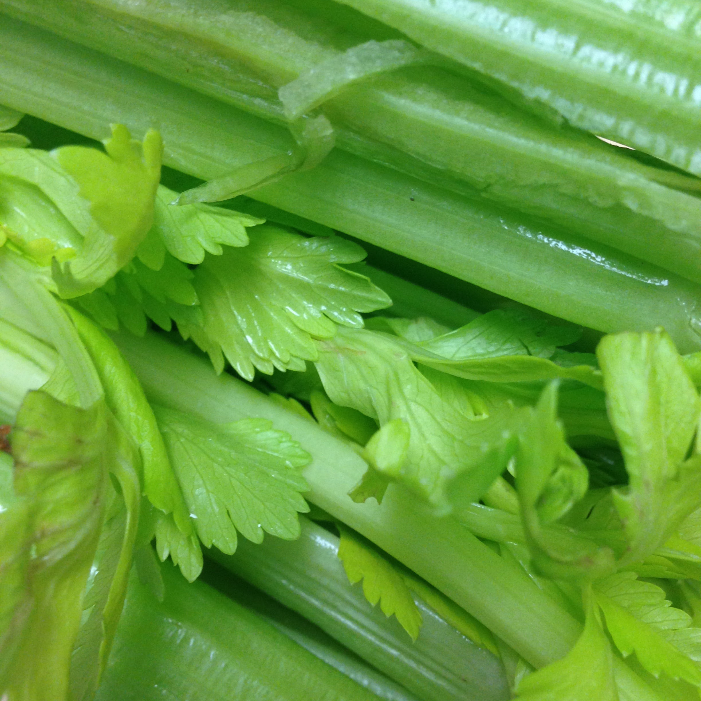 leafed, freshness, close, plant, food, food and drink, celery, healthy, diet, green color, nutritious, weight loss, wellbeing, backgrounds, raw, drop, full frame, Phone HD Wallpaper