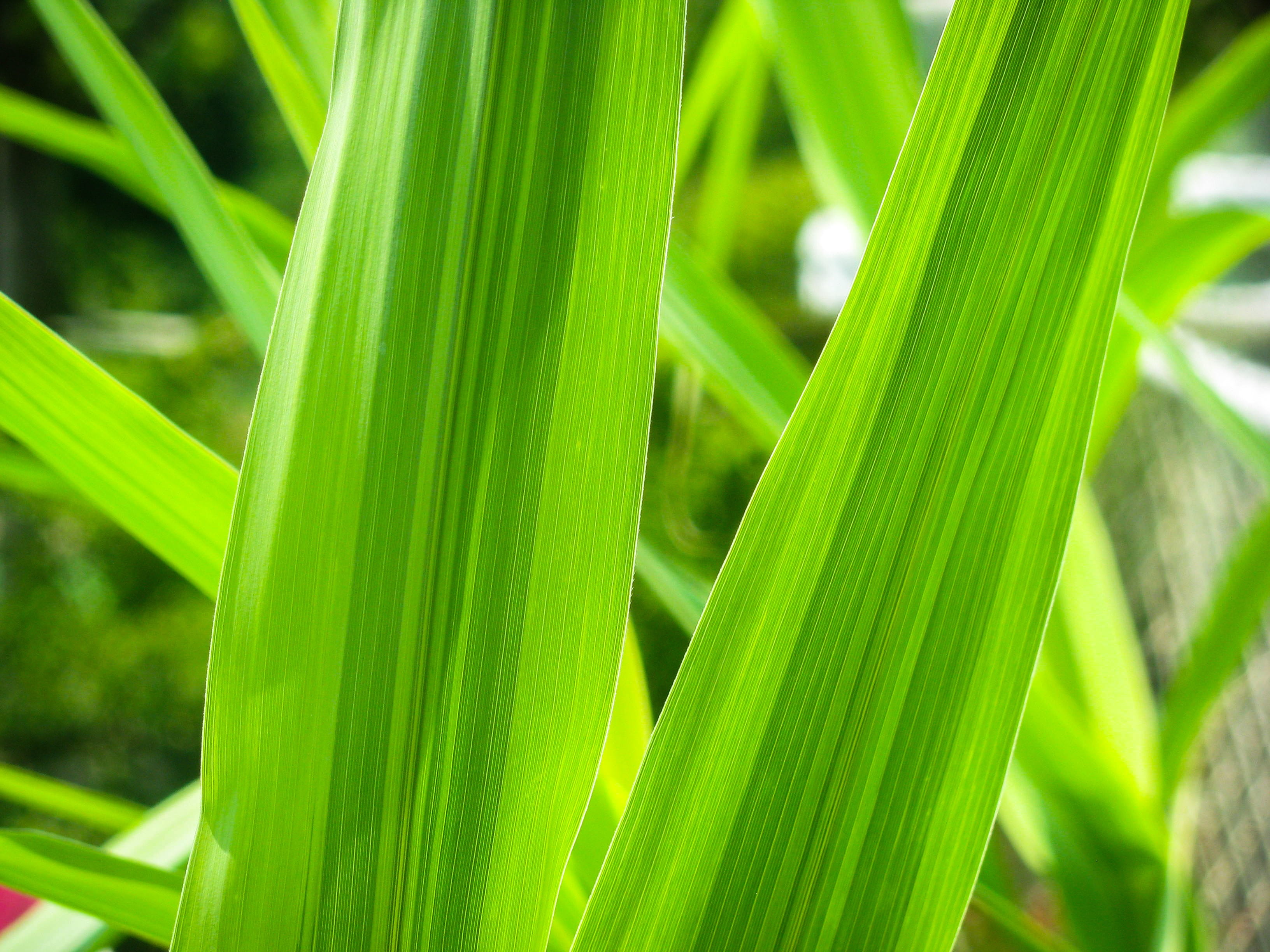 plant, blade of grass, focus on foreground, plants, agriculture, plant part, grass, celery, beauty in nature, palm leaf, vegetable, outdoors, green, freshness, HD Wallpaper