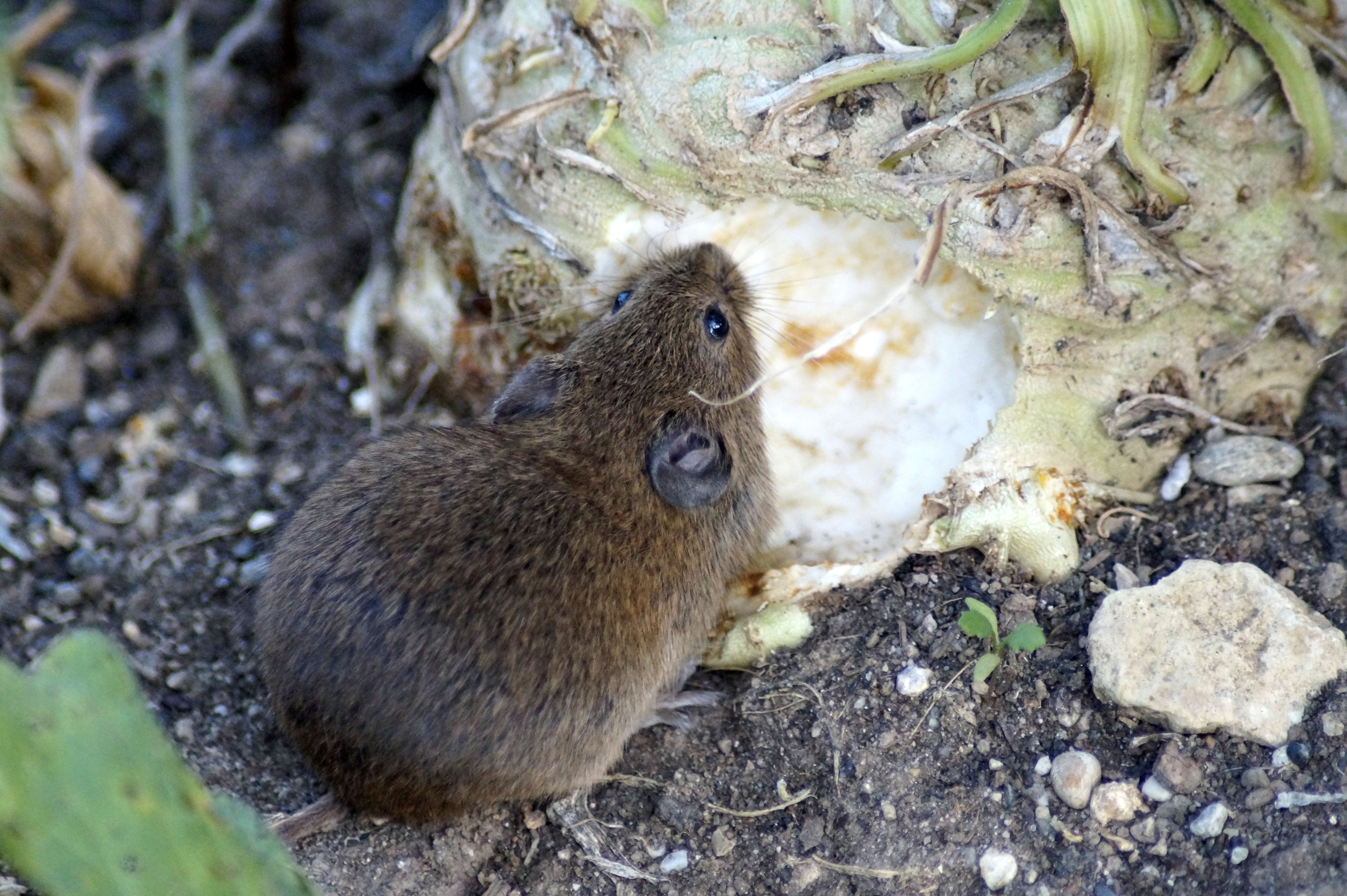 high angle view, rodent, fur, animal themes, brown, eat, field mouse, nager, day, field, rock - object, funny, one animal, wild, land, apodemus sylvaticus, HD Wallpaper