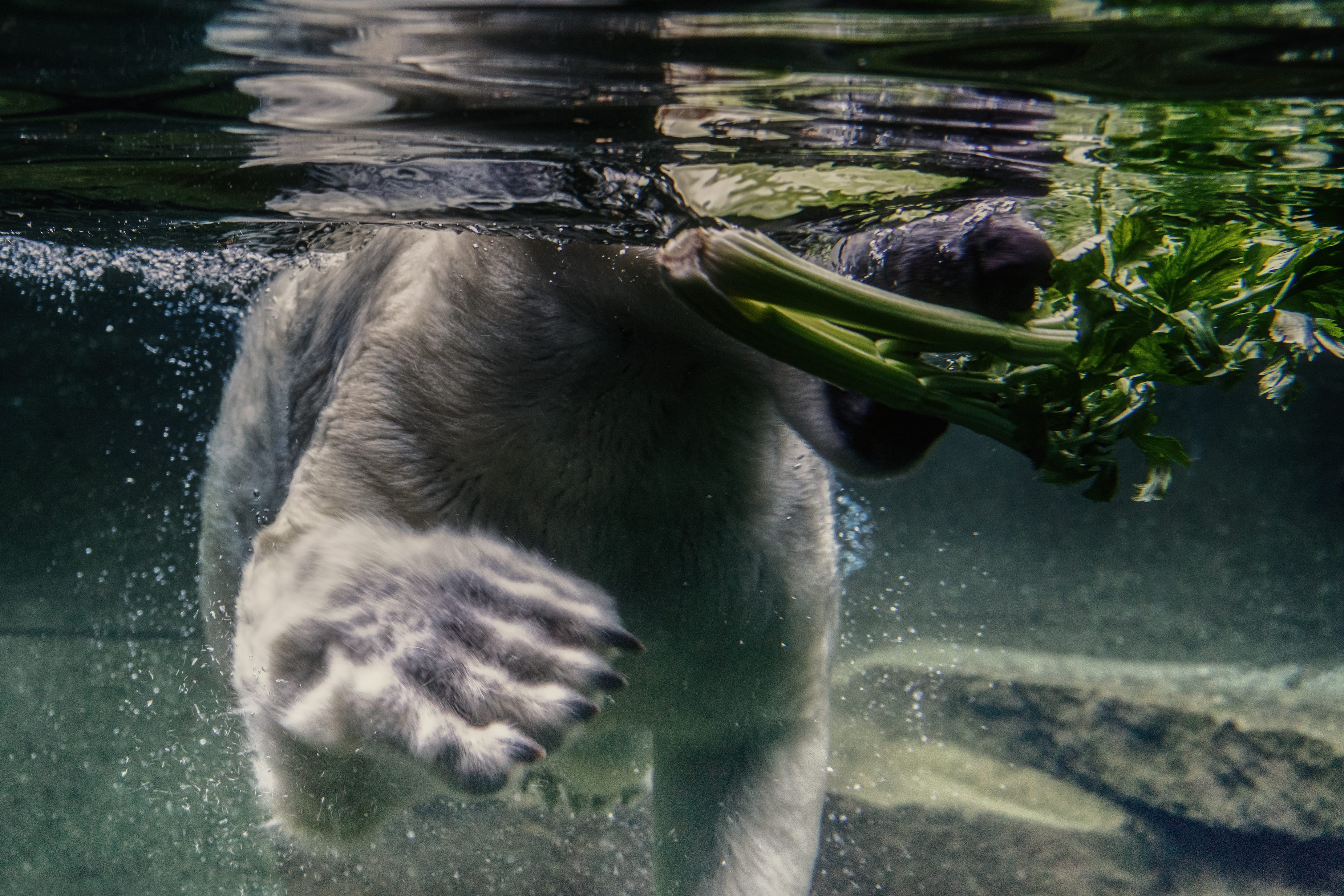 animal, mammal, water, daytime, eating bear, drinking, wild animal, splashing, bear, one animal, waterfront, animal head, motion, white bear, under, no people, HD Wallpaper