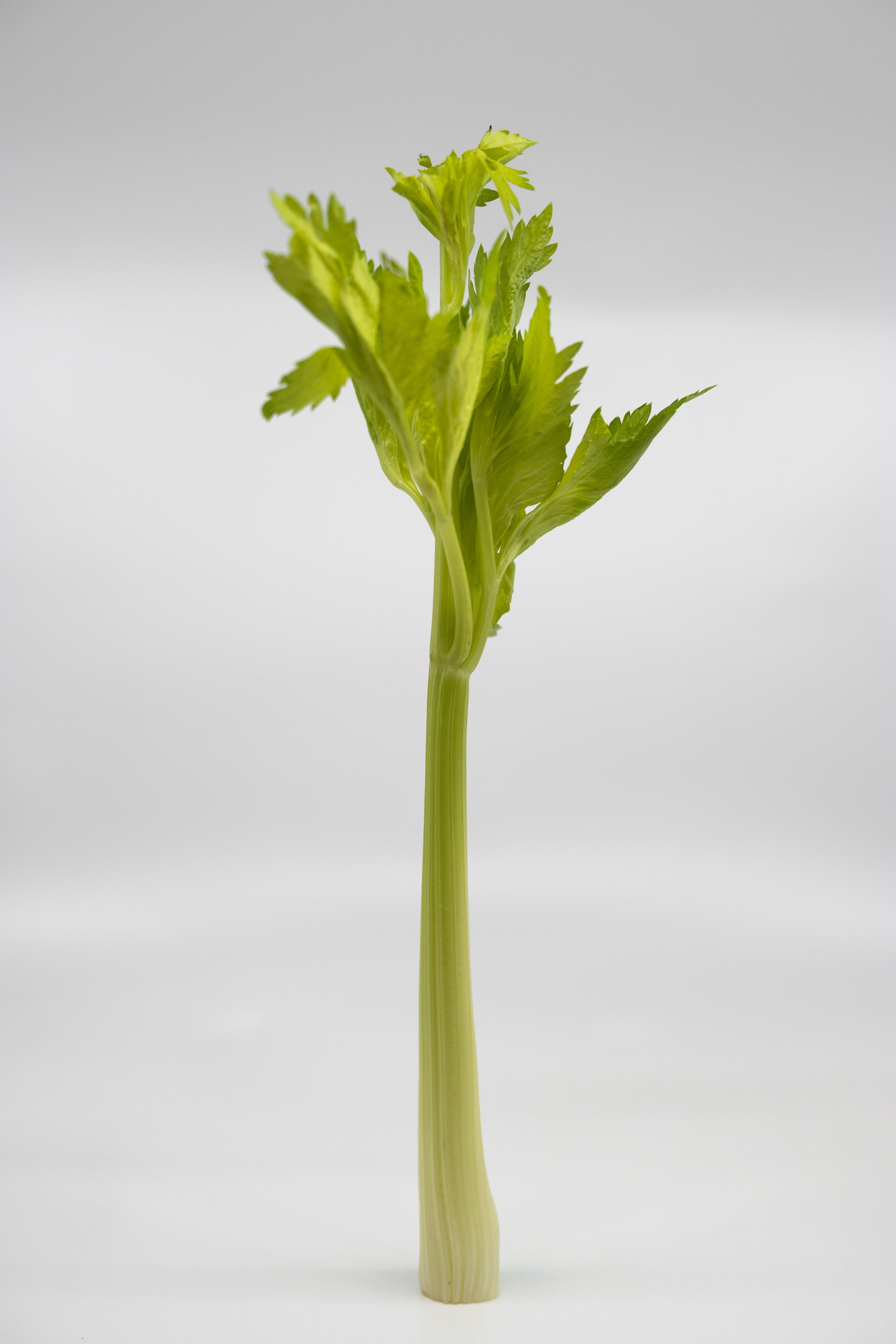 eat, vegetarian, stalk, white background, green color, raw, ingredient, vitamins, single object, vegetable, close-up, herb, nature, no people, gray, plant part, Phone HD Wallpaper