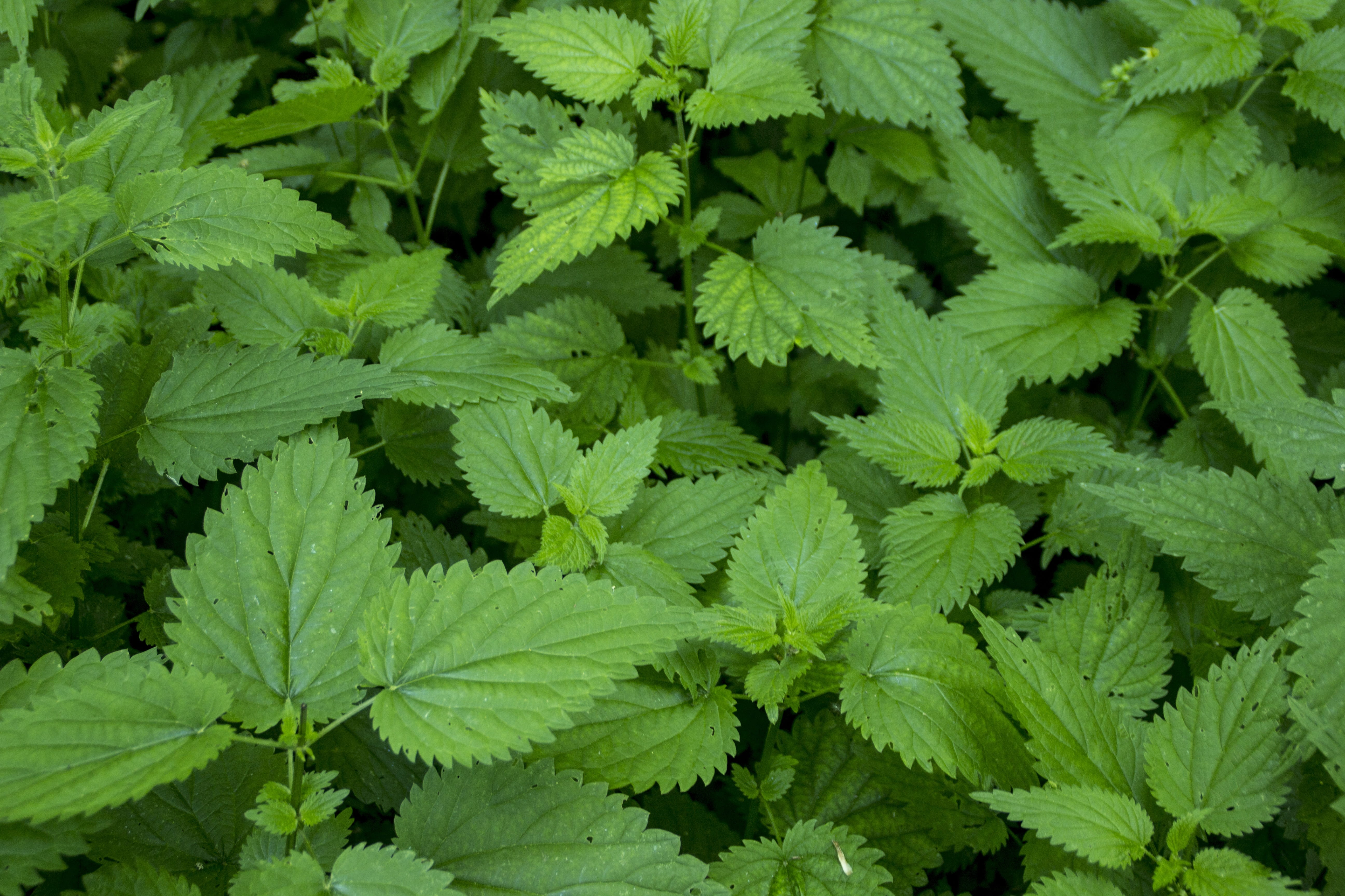 aromatic, nettle, garden, plant part, cosmetic, perfume, foliage, food and drink, spice, full frame, lush foliage, environment, cure, stingy, leafed, photography, HD Wallpaper