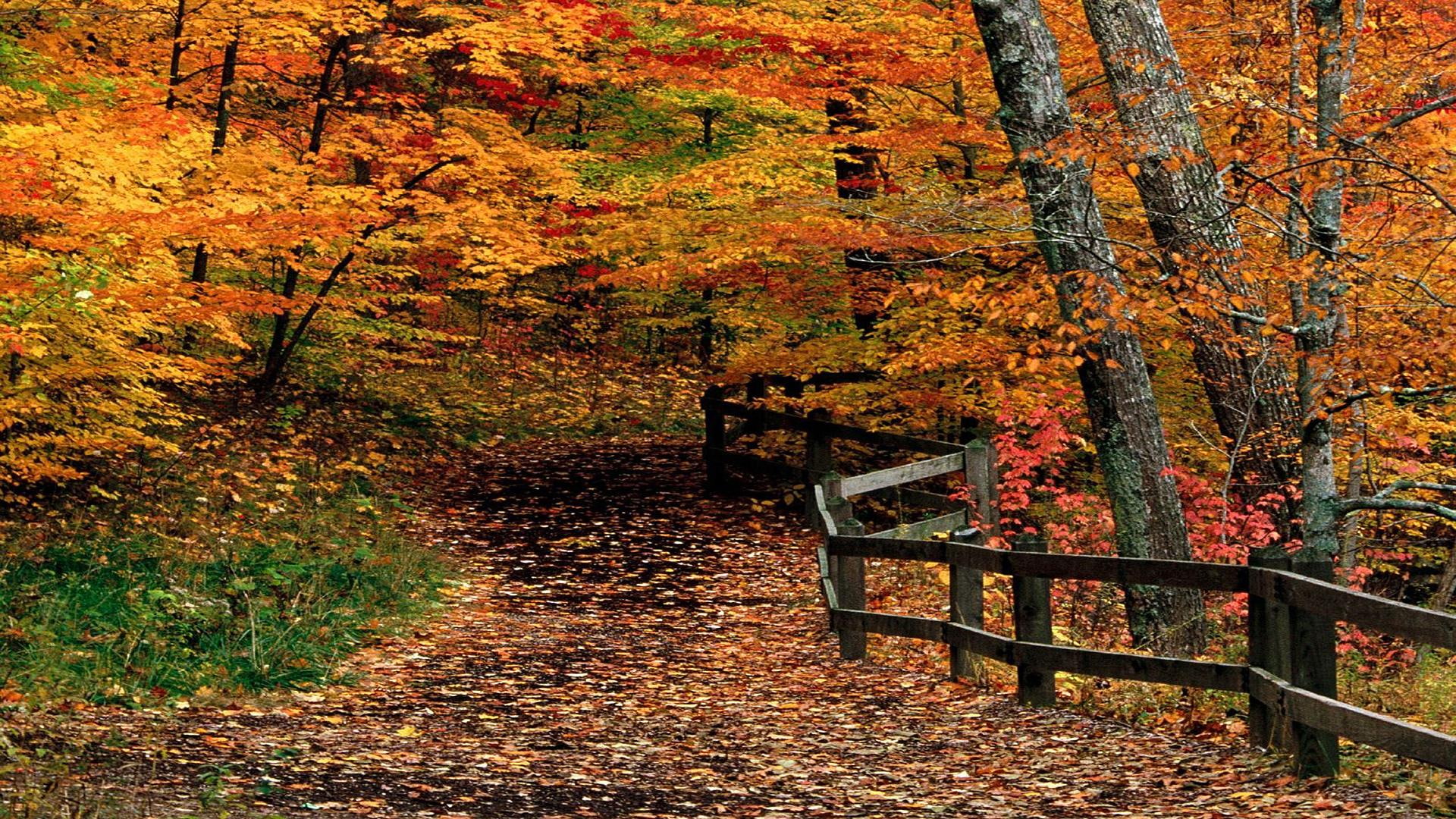 forest, trail, 1080P, seaso, orange, woods, colour, fence, beautiful, nature, gold, path, autumn, thanksgiving, HD Wallpaper